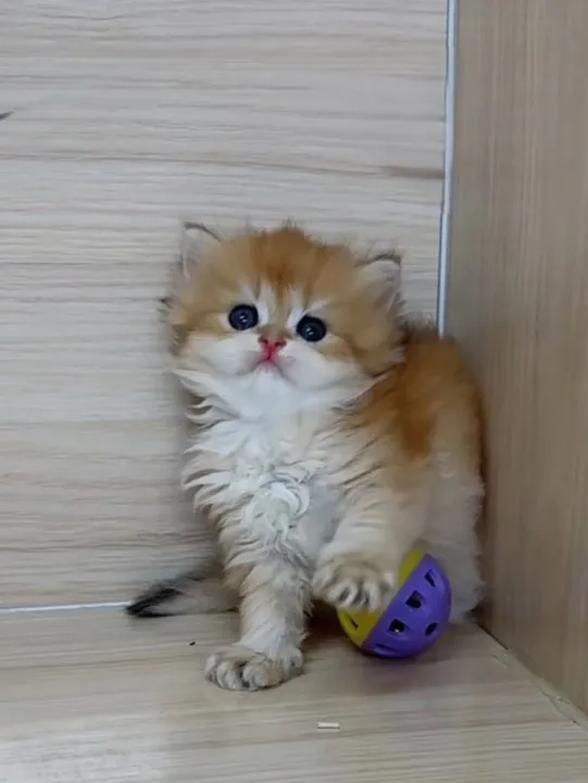 長毛金漸層弟弟 