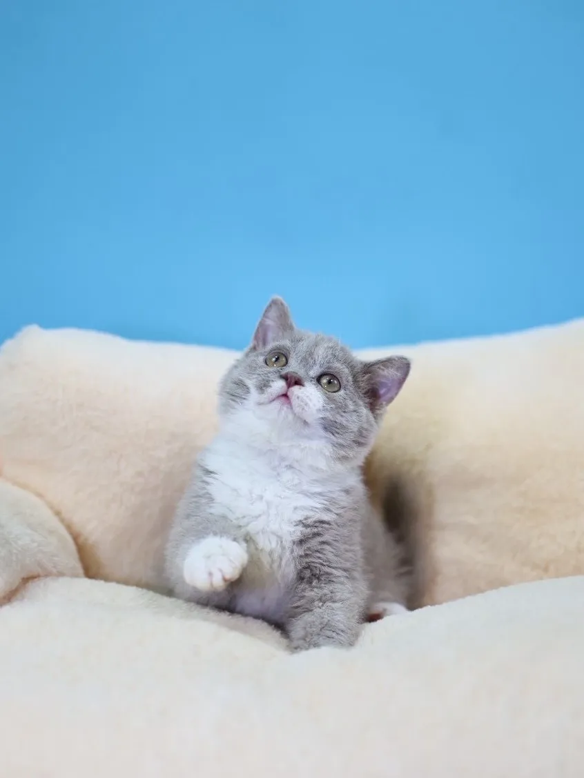 紫丁香加白賽爾凱捲毛弟弟