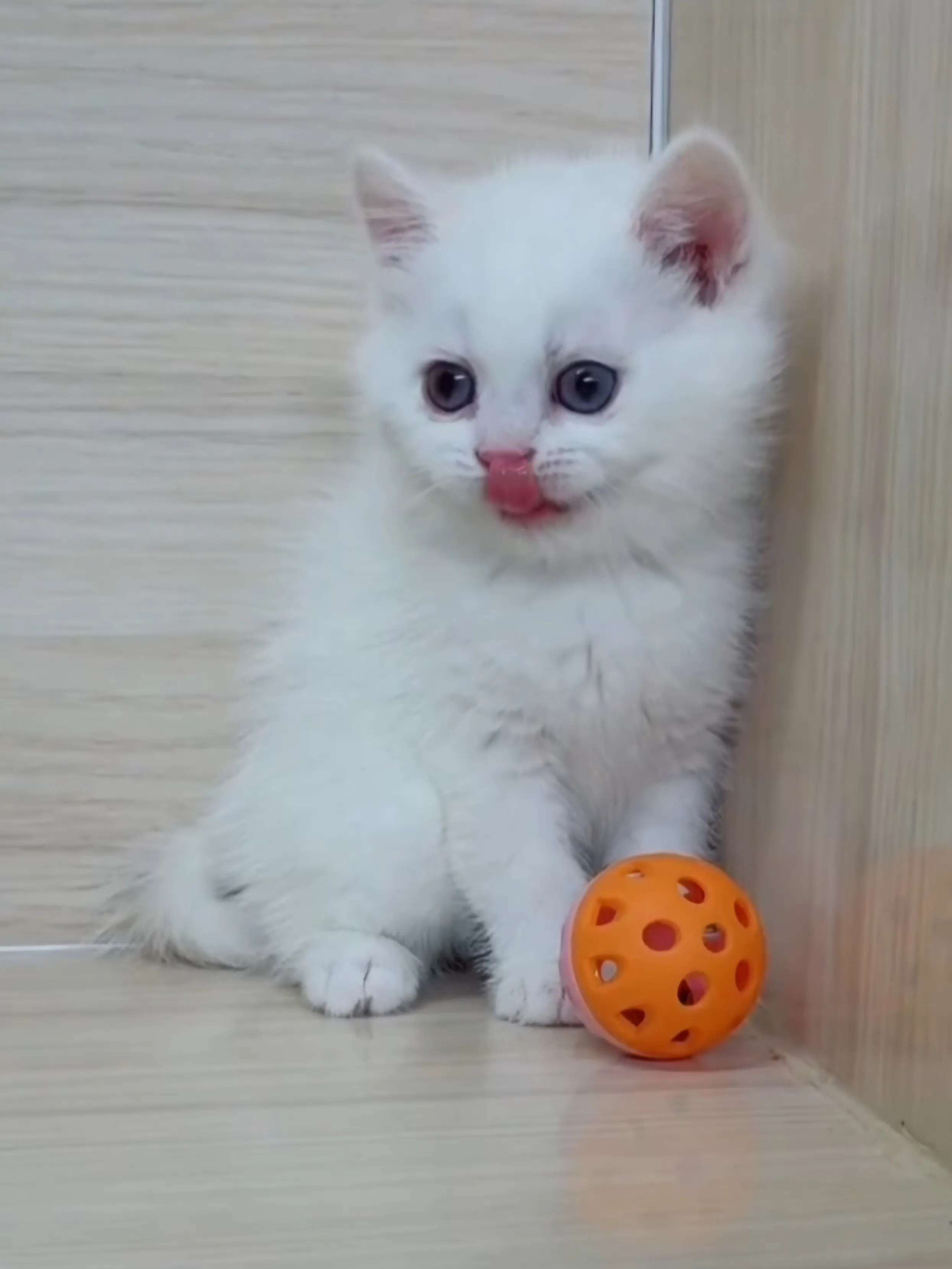 紅重點英短弟弟