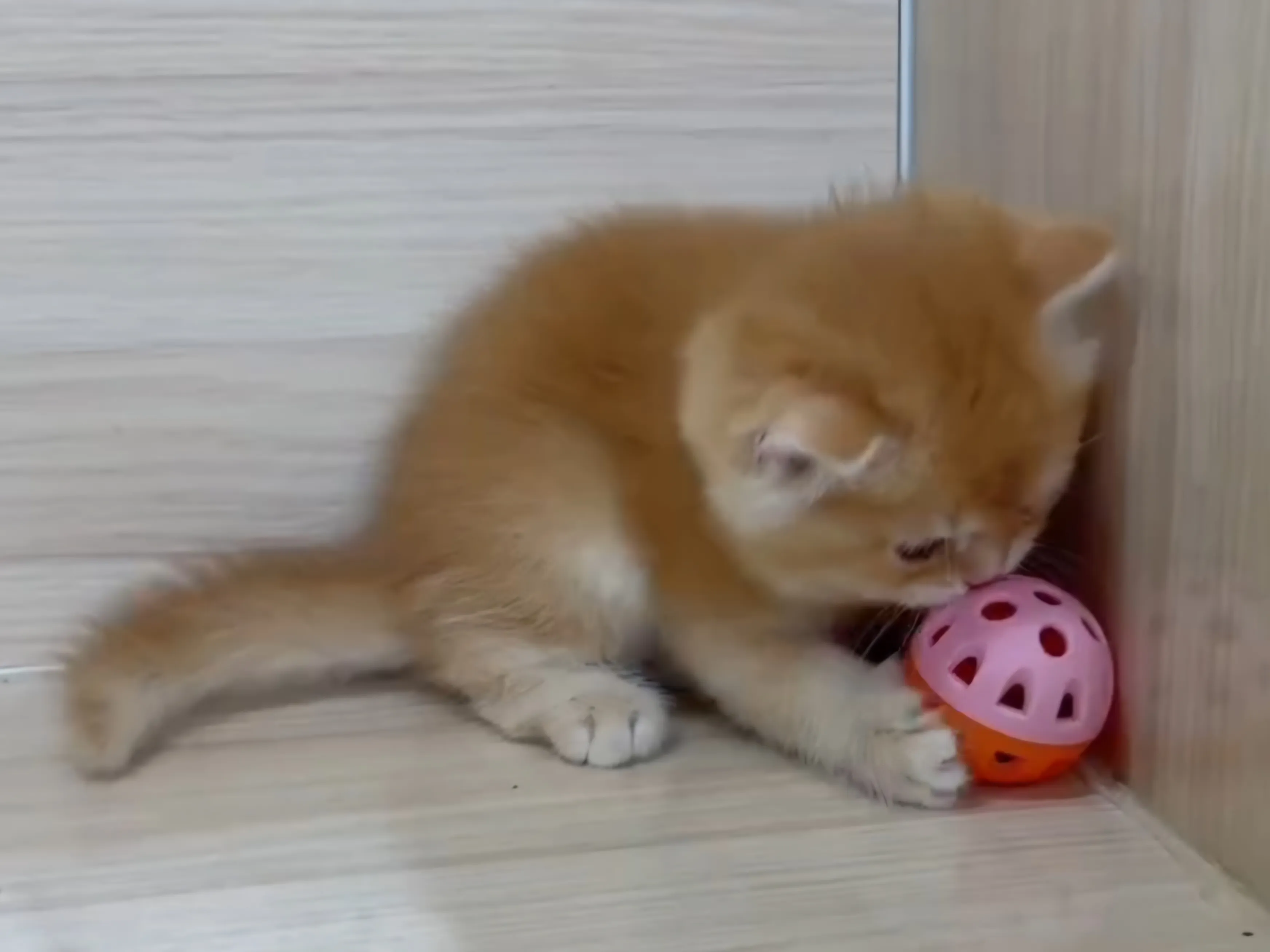 紅金英短弟弟 (已找到家人)