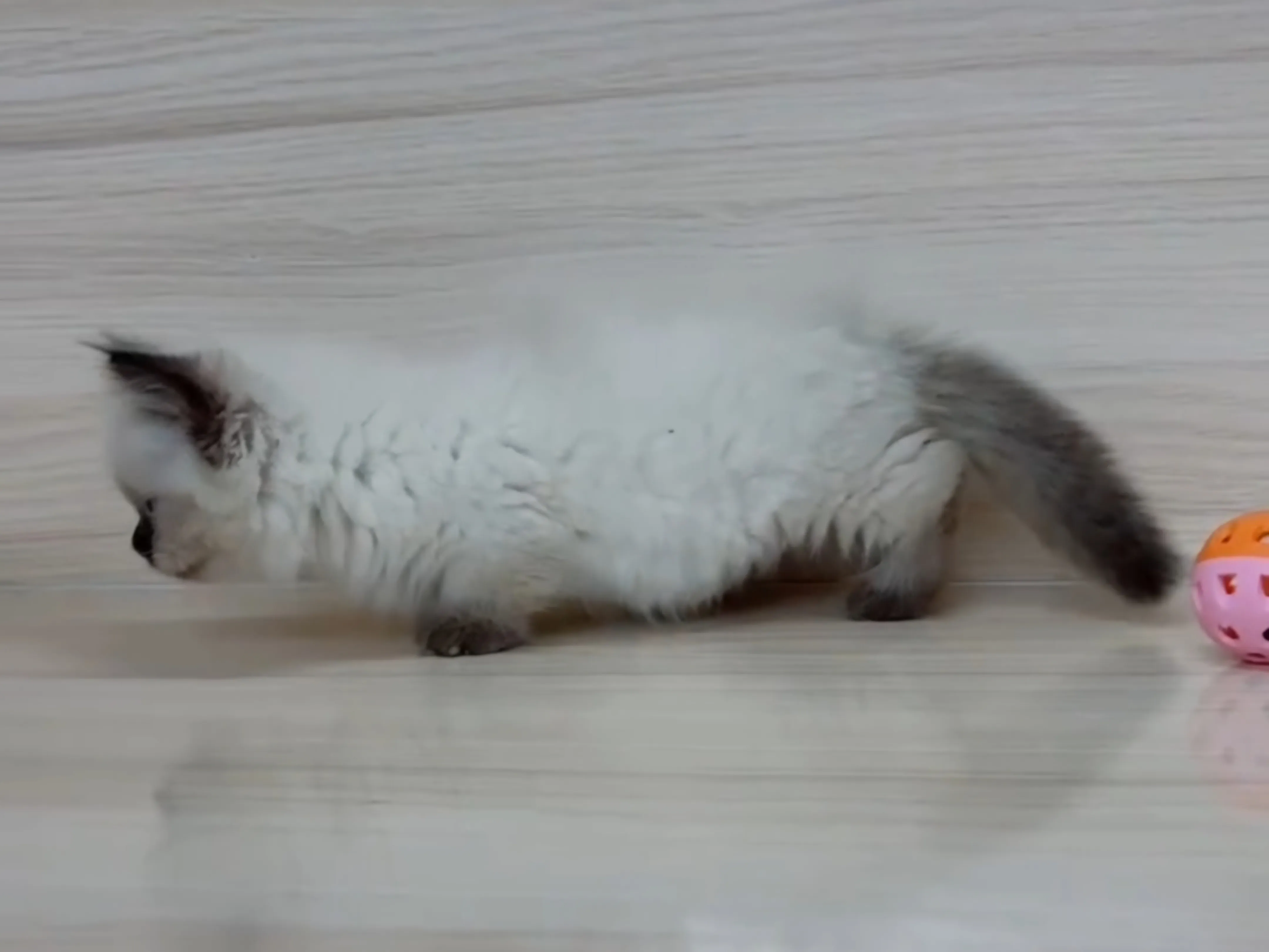 重點布偶小部舞曲妹妹