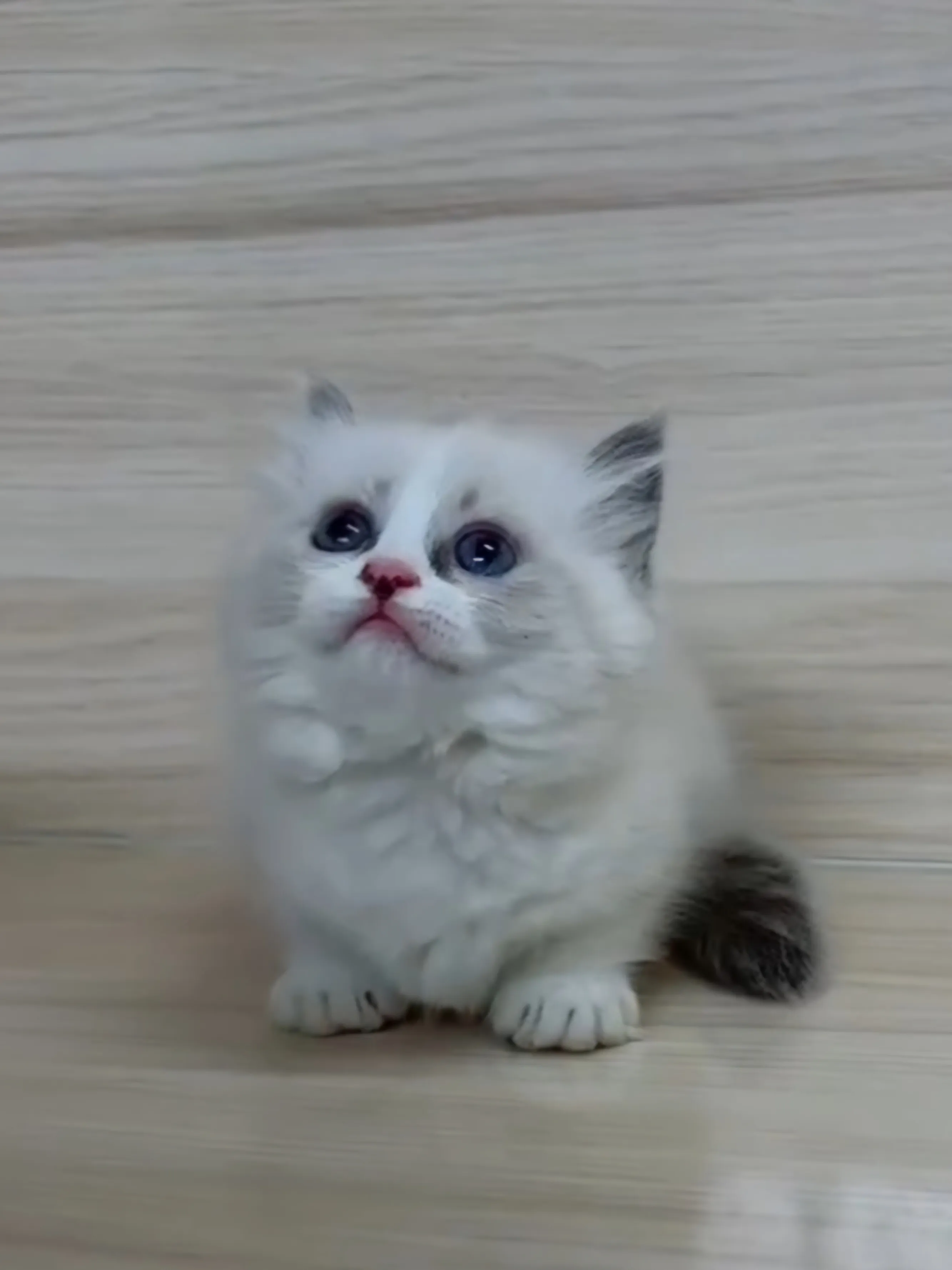 海雙布偶小布舞曲妹妹