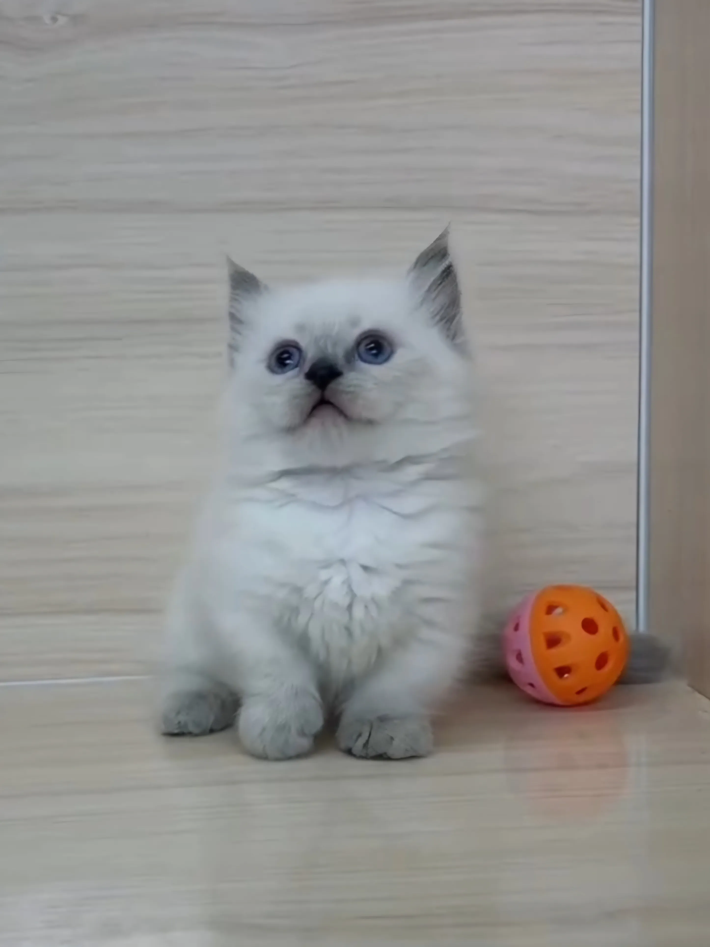 藍重點布偶小部舞曲妹妹 (已找到家人)