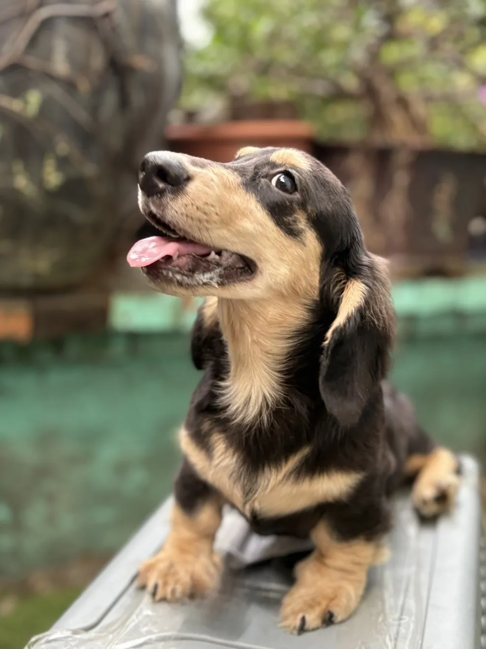 黑奶油長毛臘腸弟弟