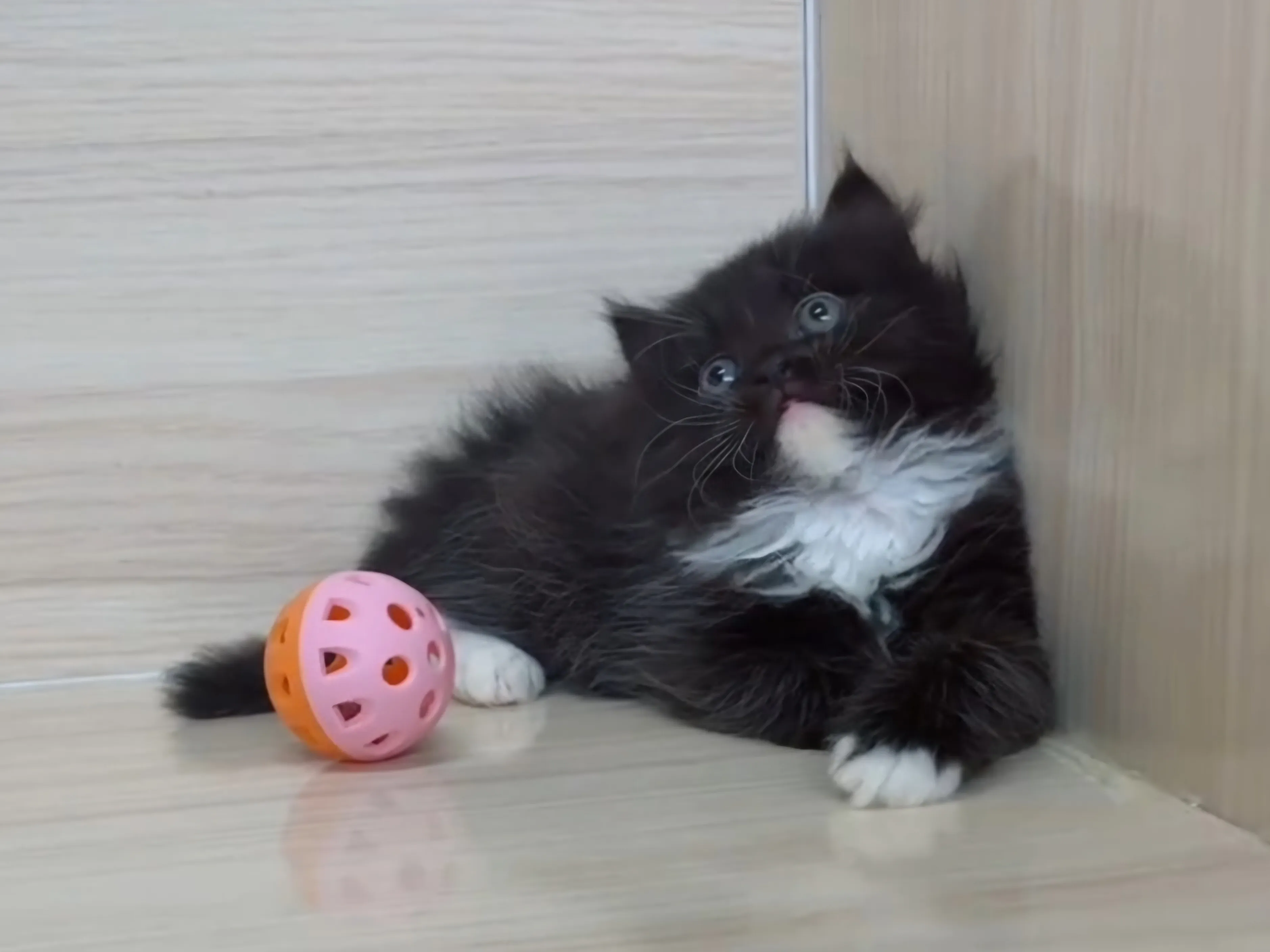 黑白英長妹妹 (已找到家人)