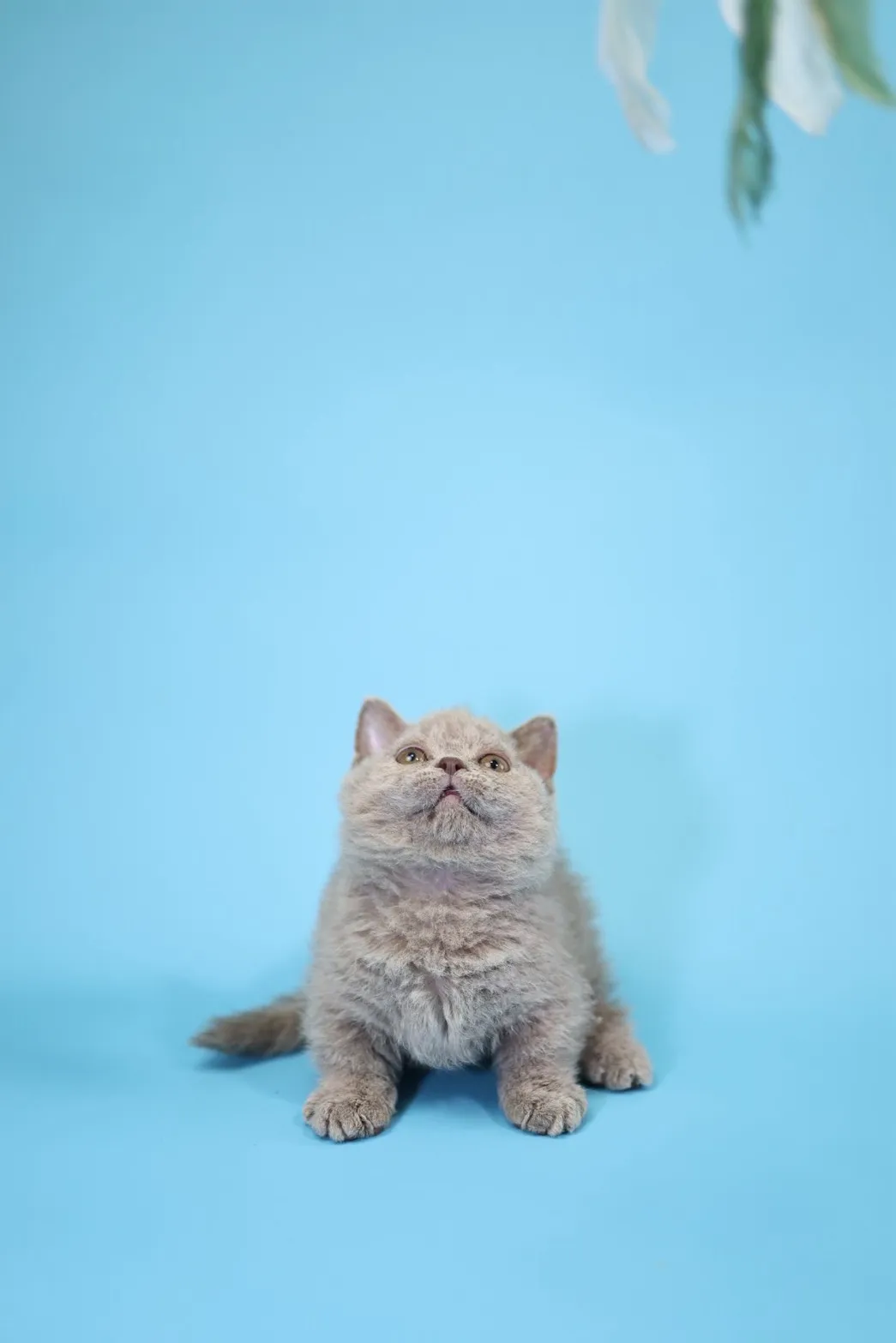 塞爾凱克卷毛短腳弟弟