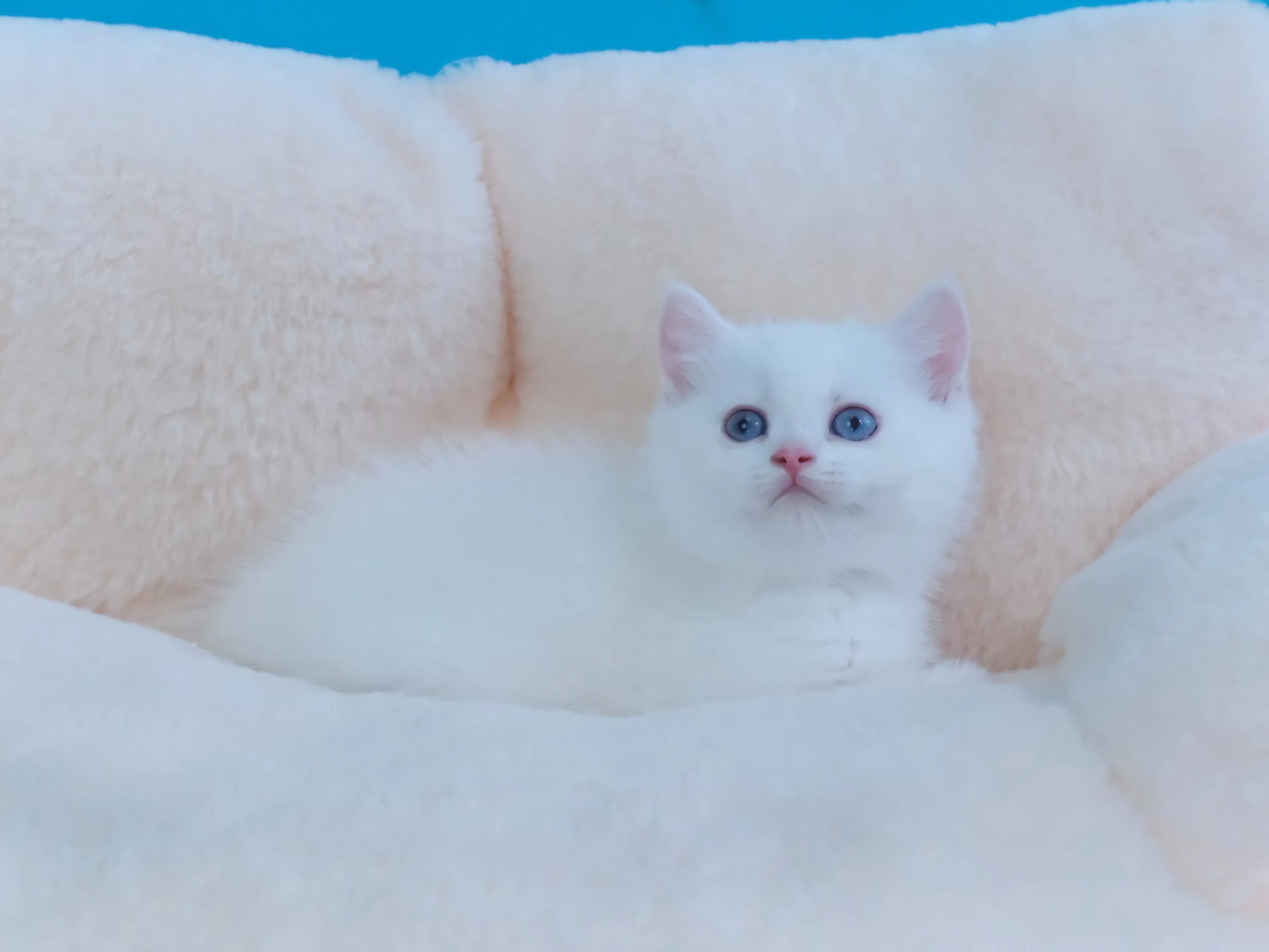 紅重點英短弟弟