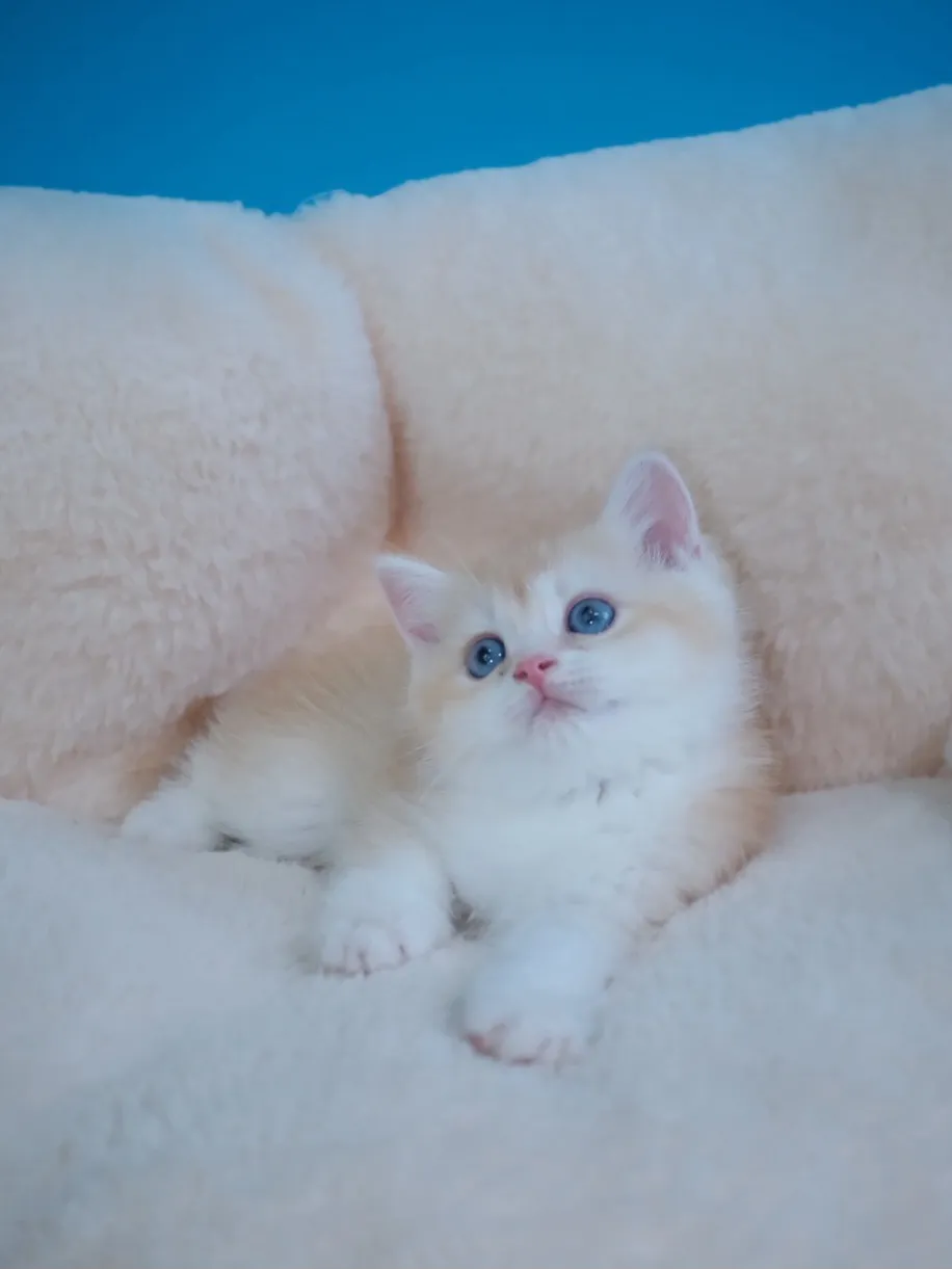 奶茶金英短弟弟