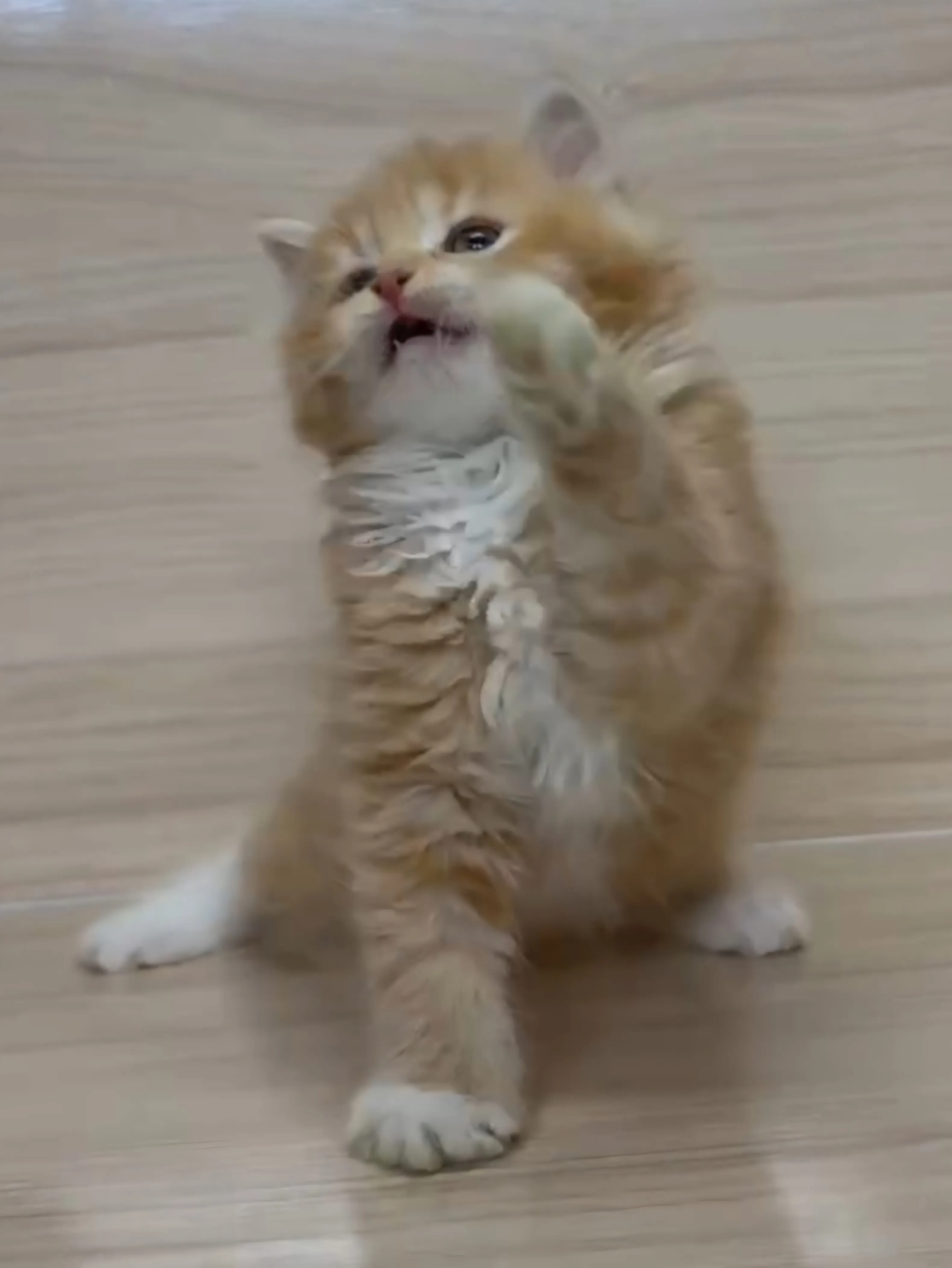 橘白英長弟弟 (已找到家人)