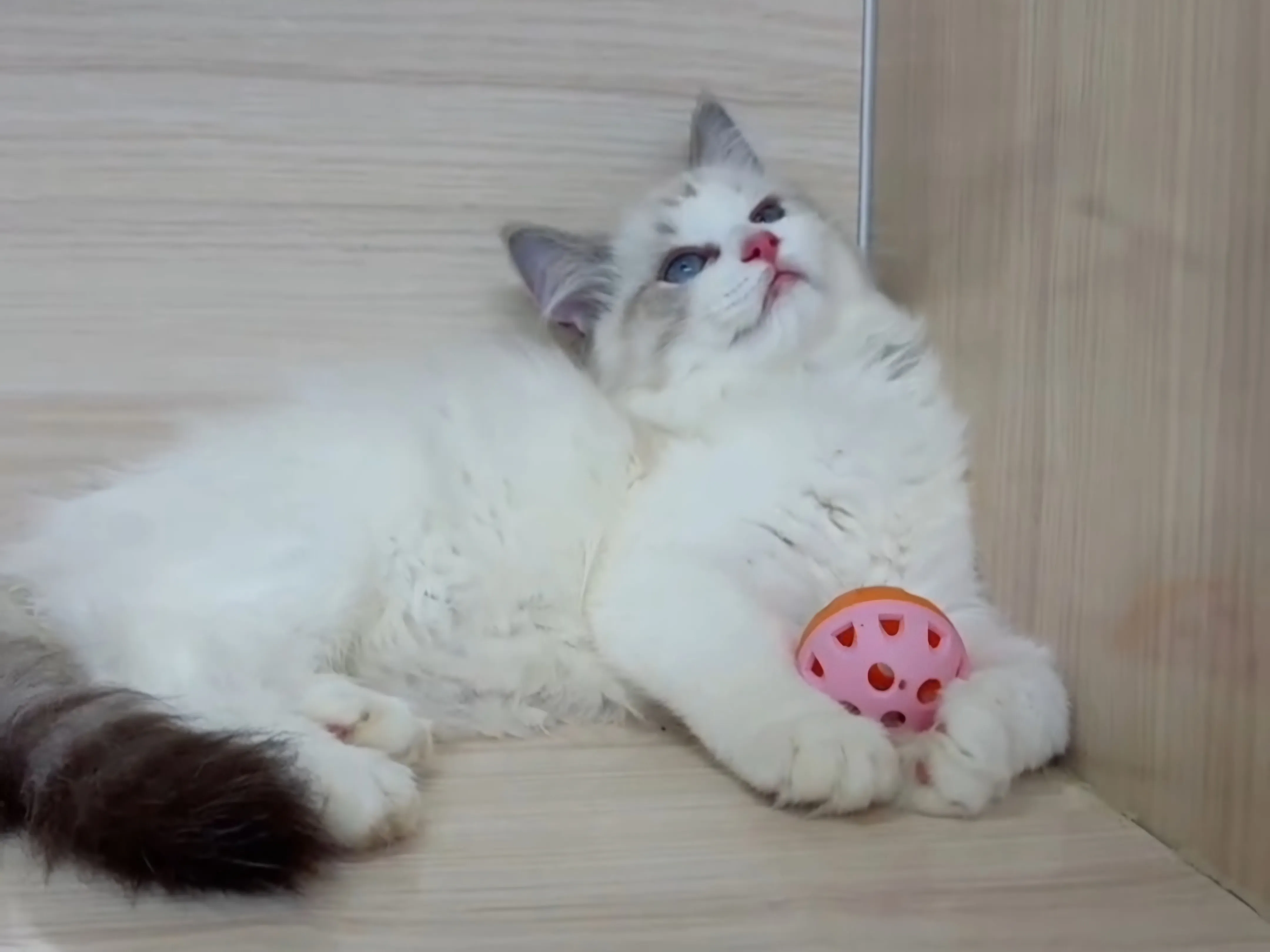 海山雙布偶妹妹 