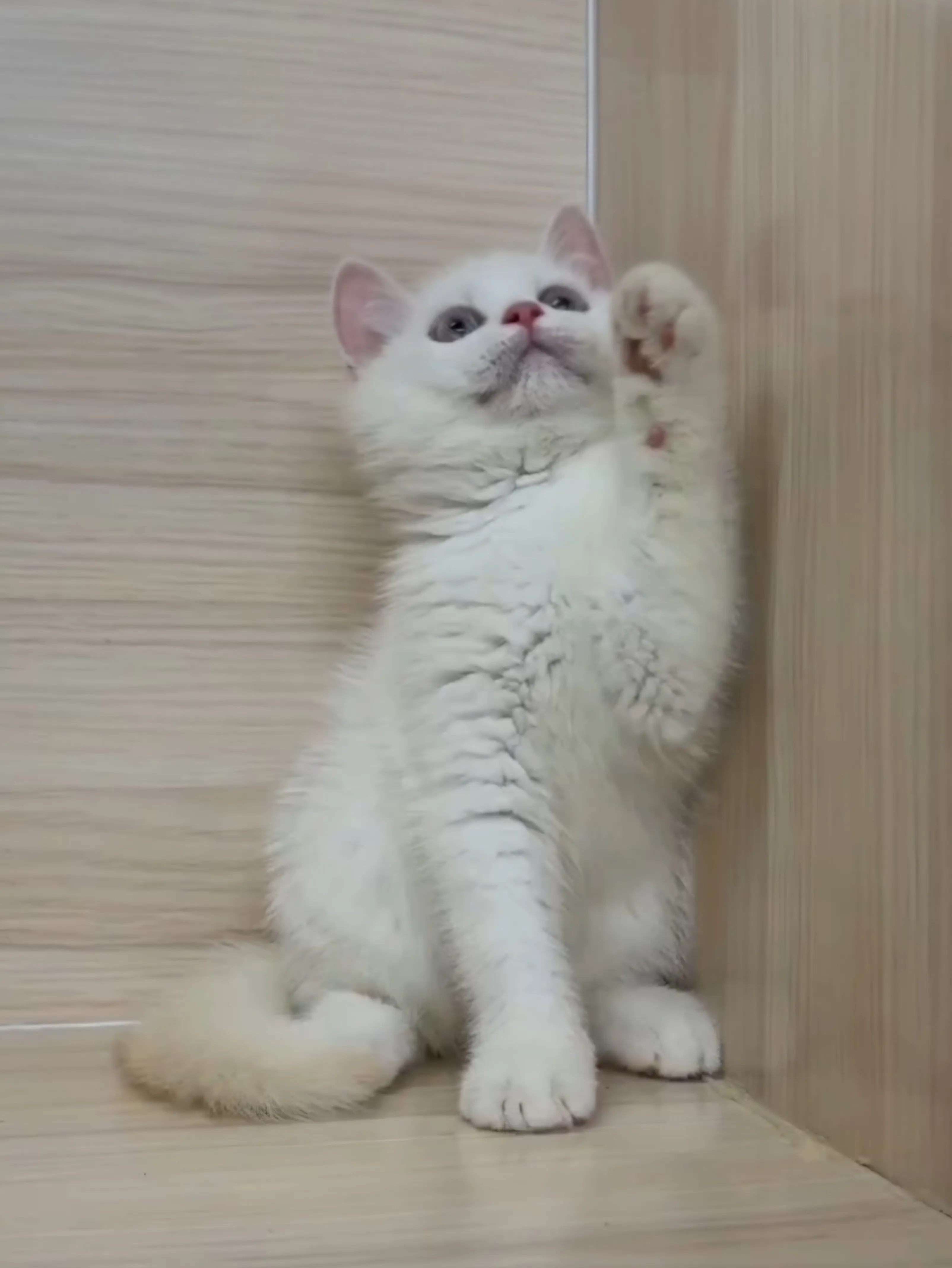 奶油重點英短弟弟