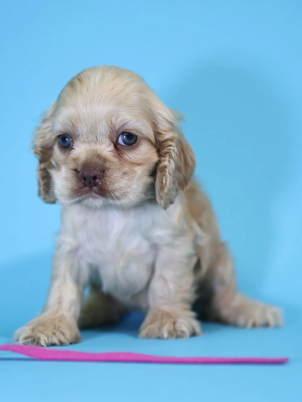 奶油美系可卡妹妹