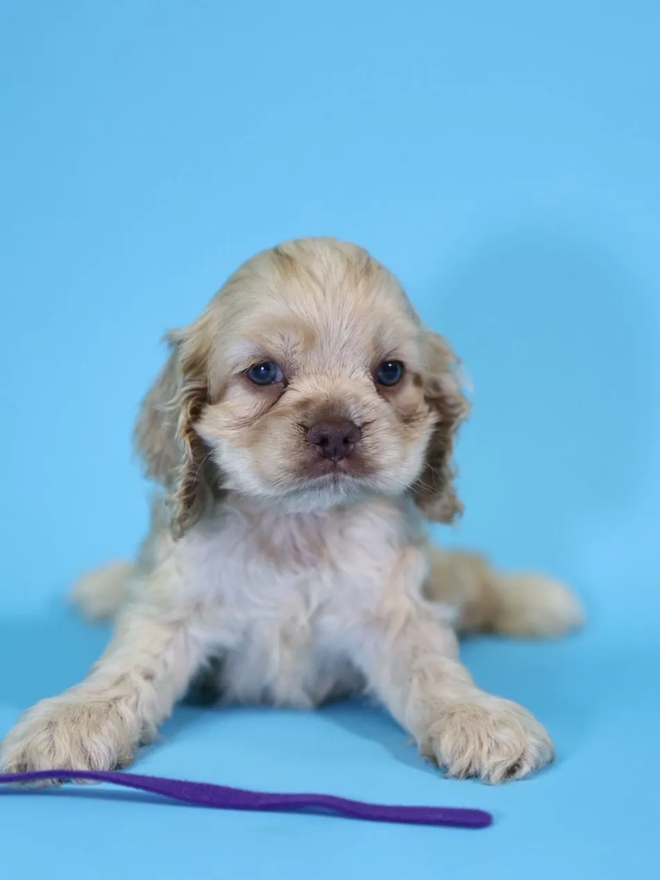 奶油美系可卡妹妹