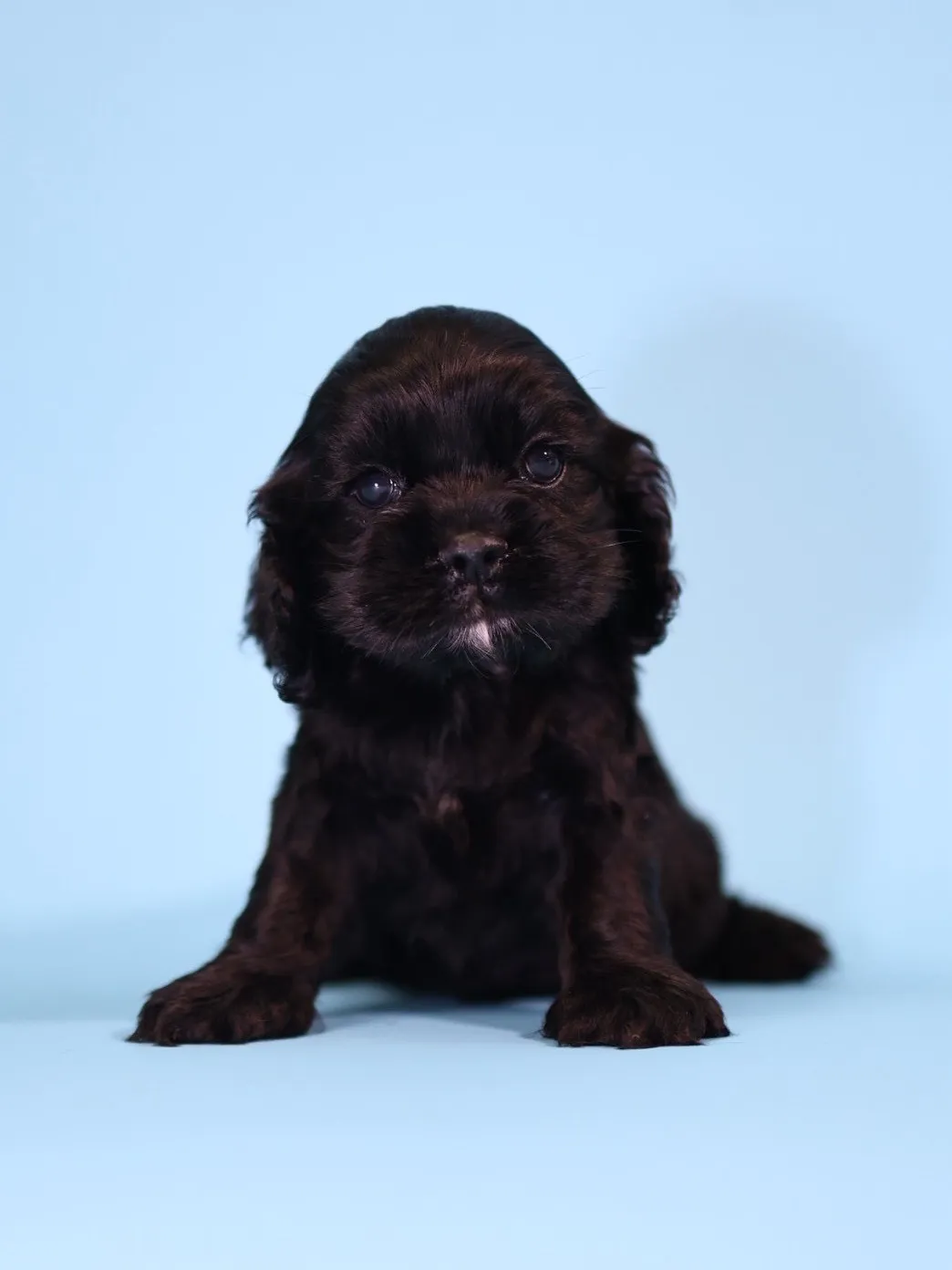 黑美系可卡妹妹