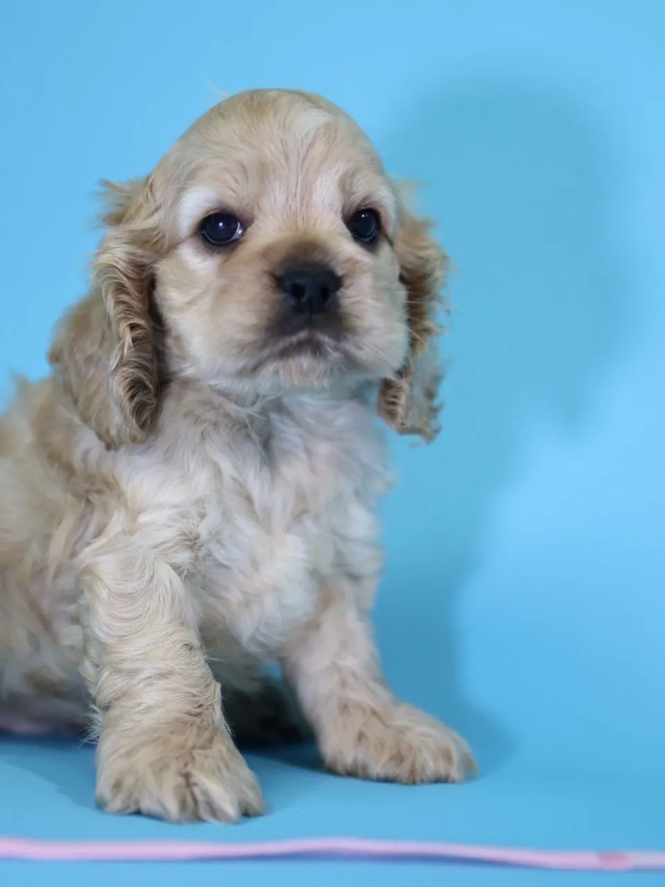 奶油美系可卡妹妹