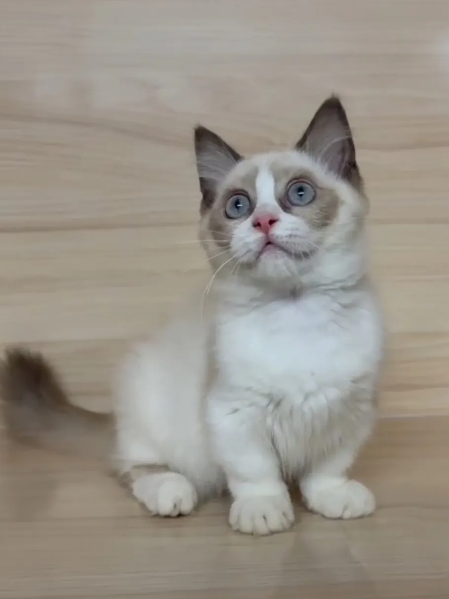 海雙布偶小布舞曲妹妹