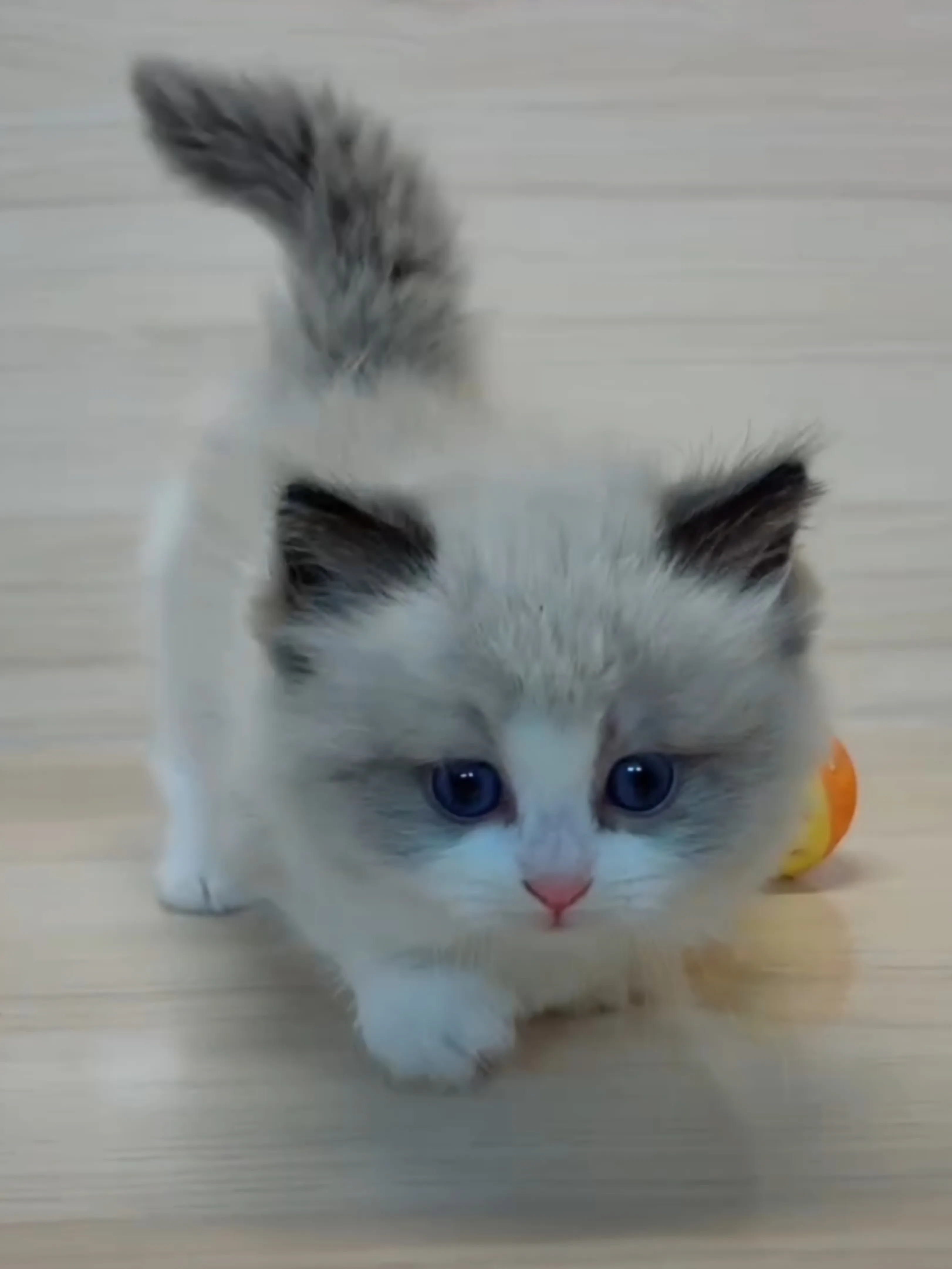 海雙布偶小布舞曲妹妹