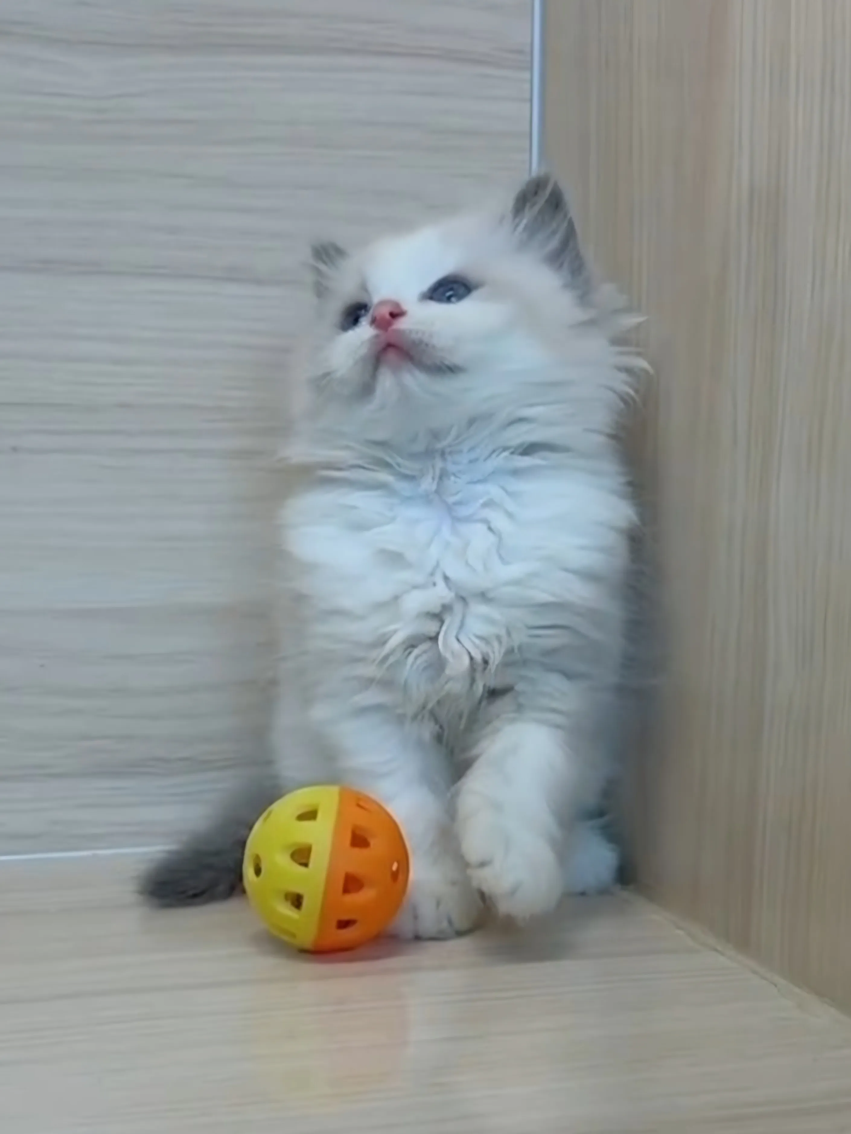 藍雙布偶妹妹 (已找到家人)