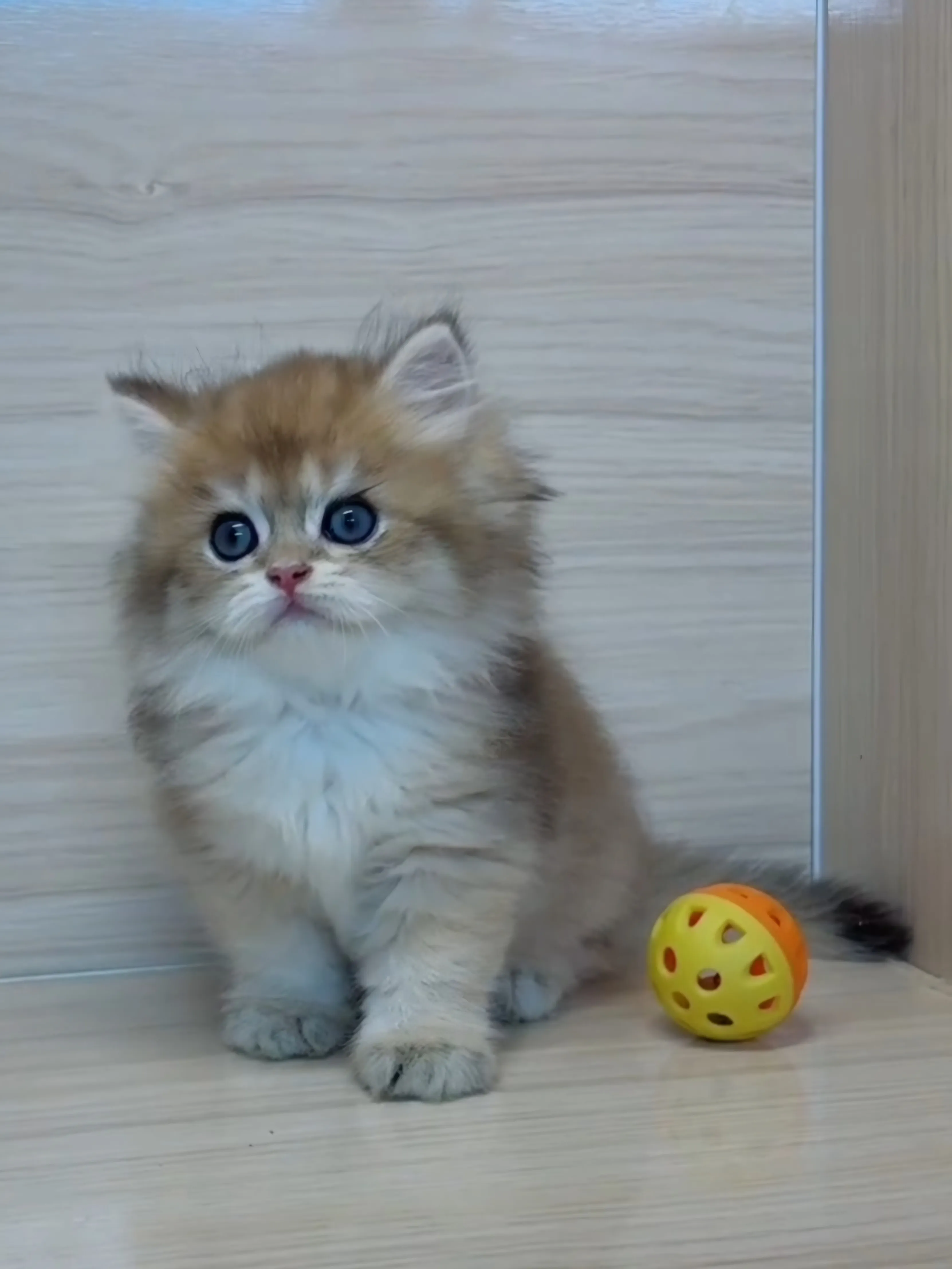 長毛金漸層弟弟 (已找到家人)