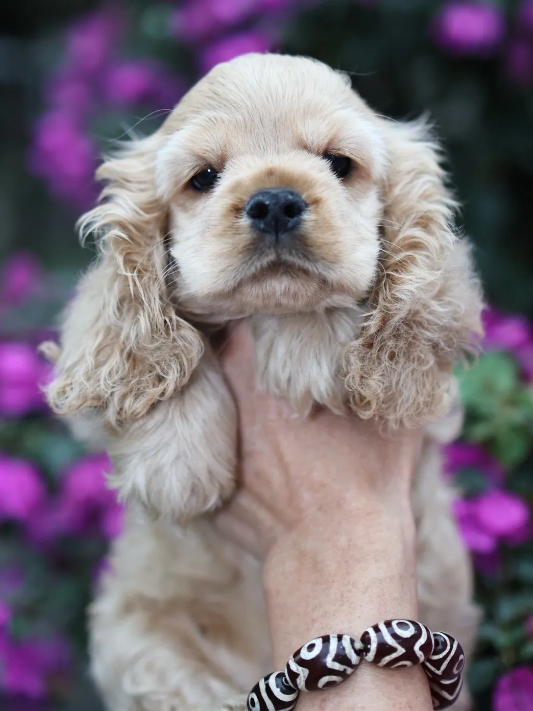 奶油美系可卡妹妹