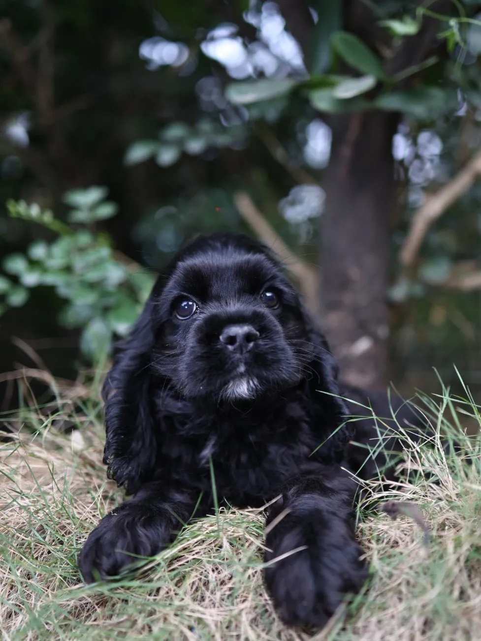 黑美系可卡妹妹