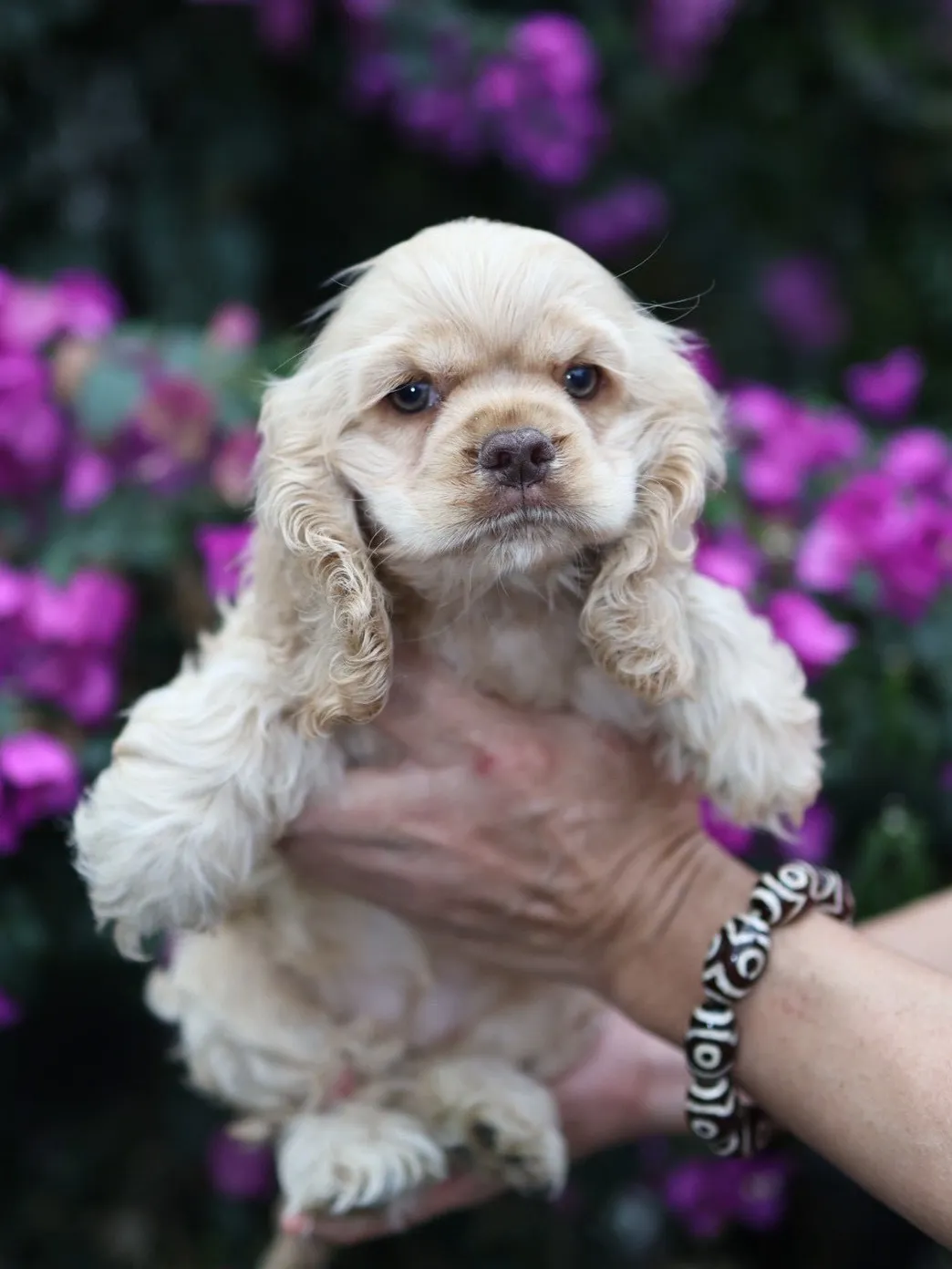 奶油美系可卡妹妹