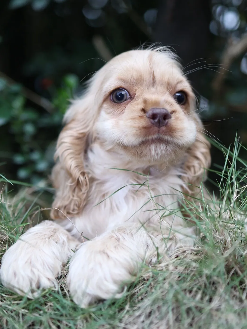 奶油美系可卡妹妹