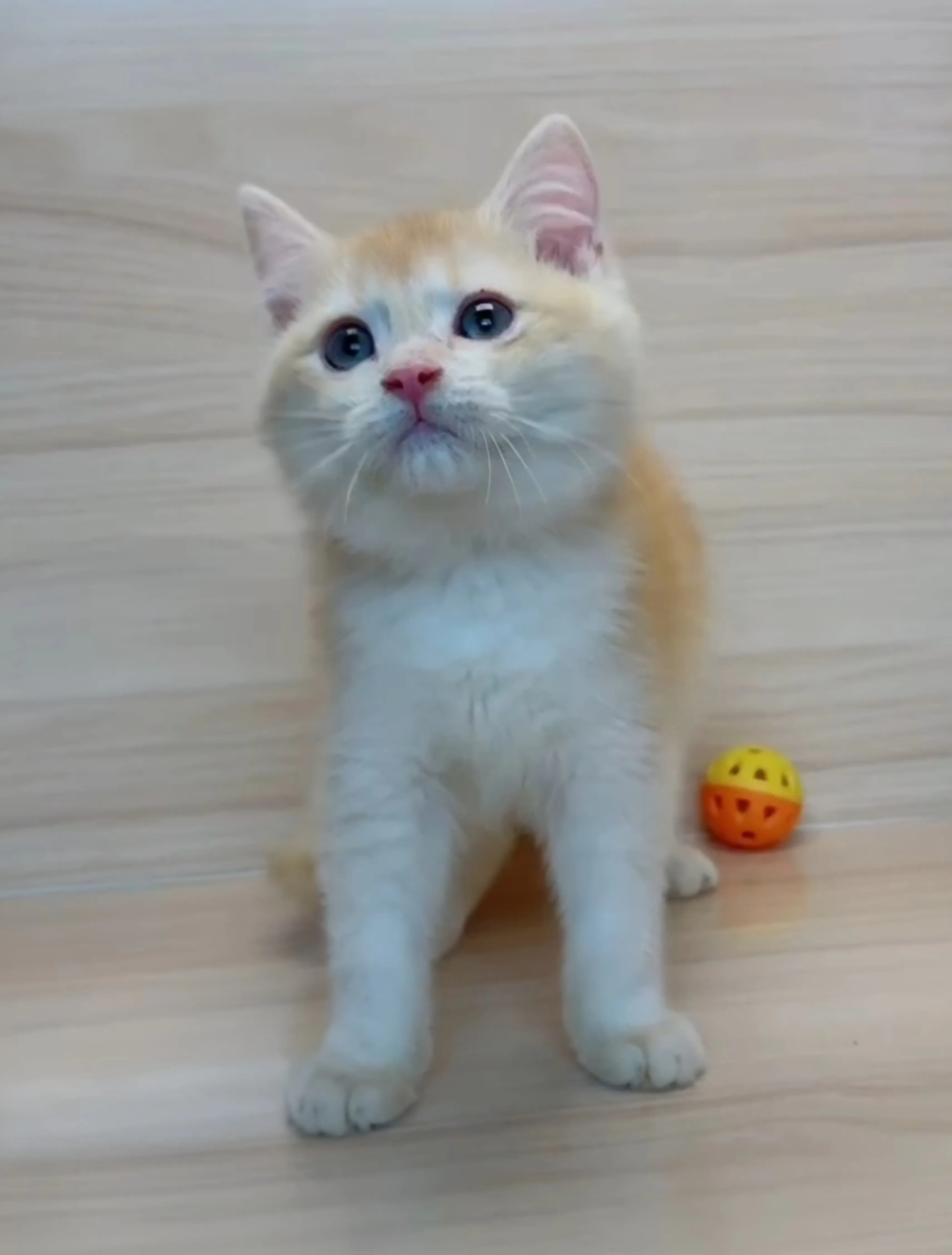 奶茶金英短弟弟