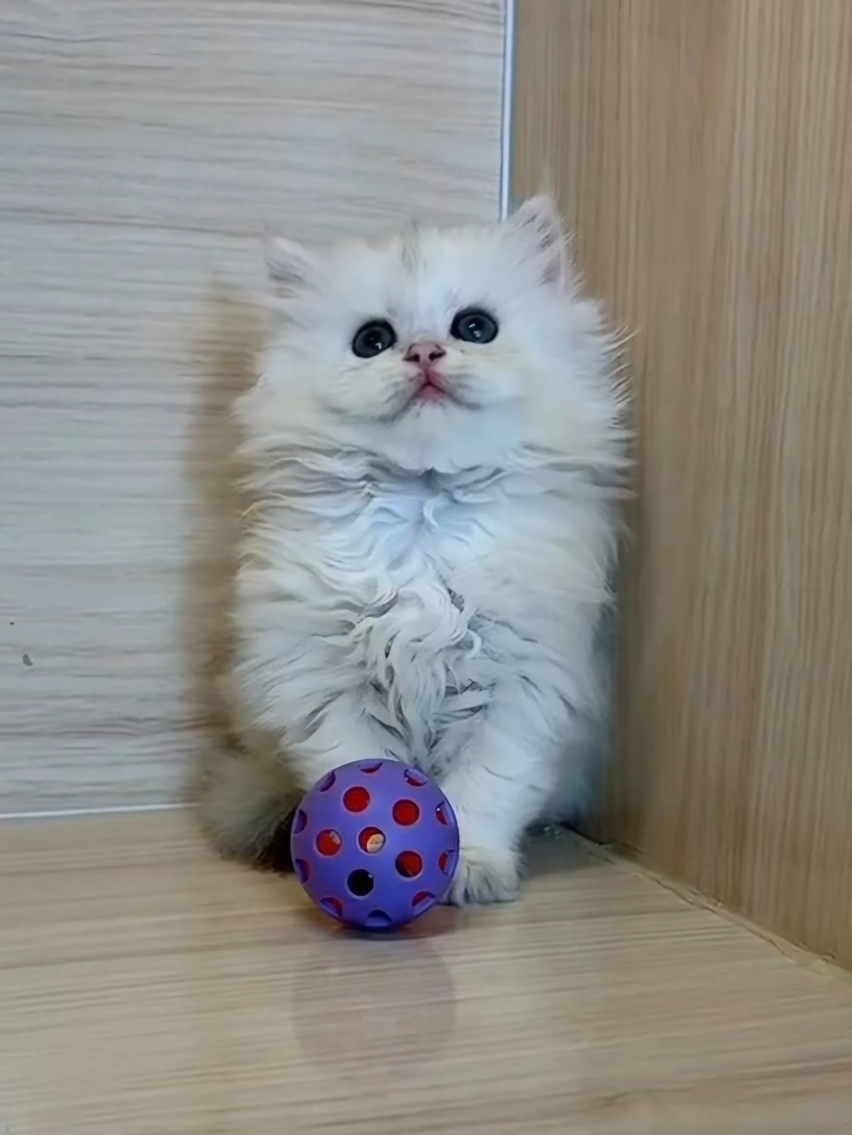 金銀花漸層英長妹妹