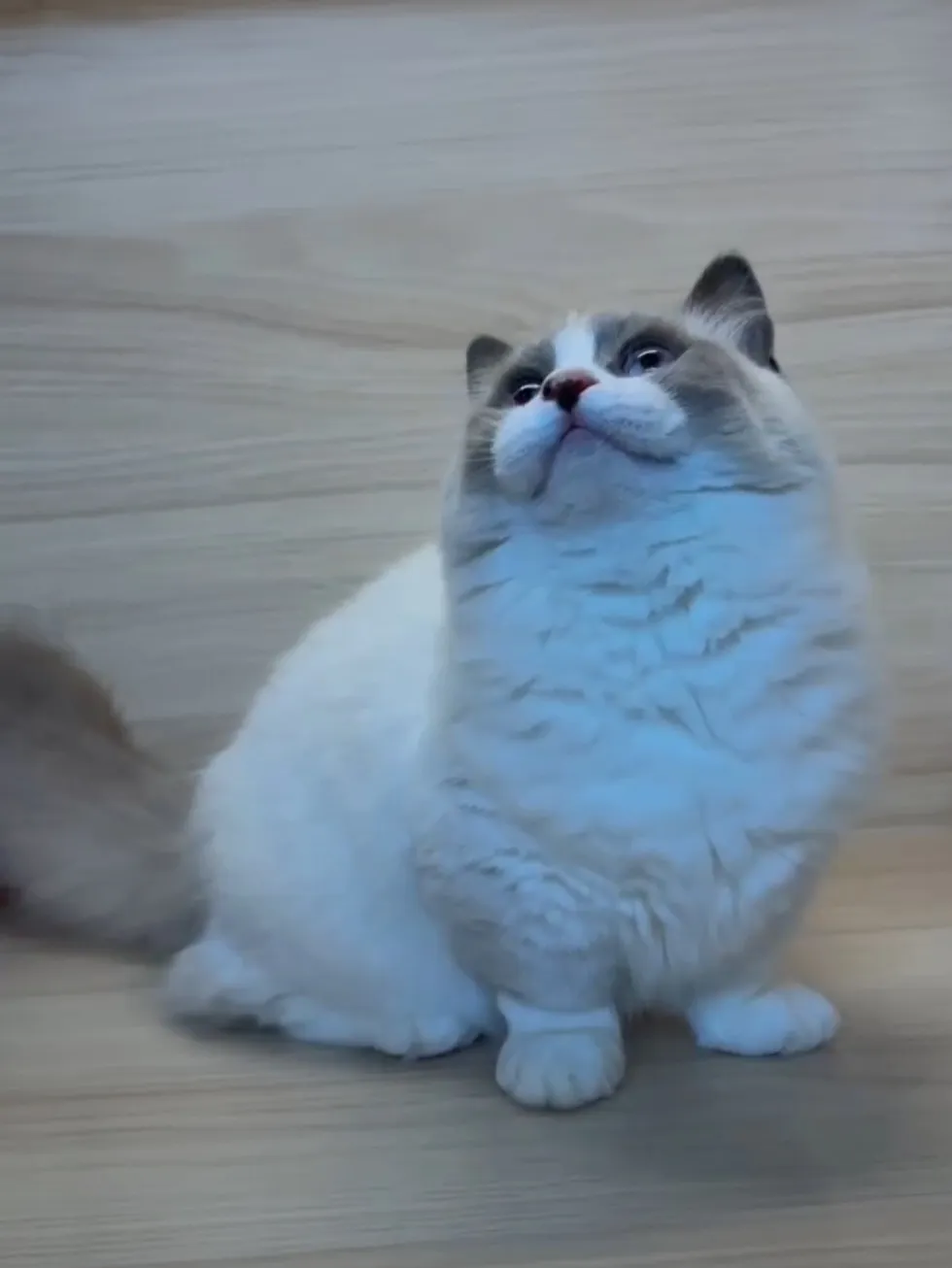 海雙小步舞曲妹妹