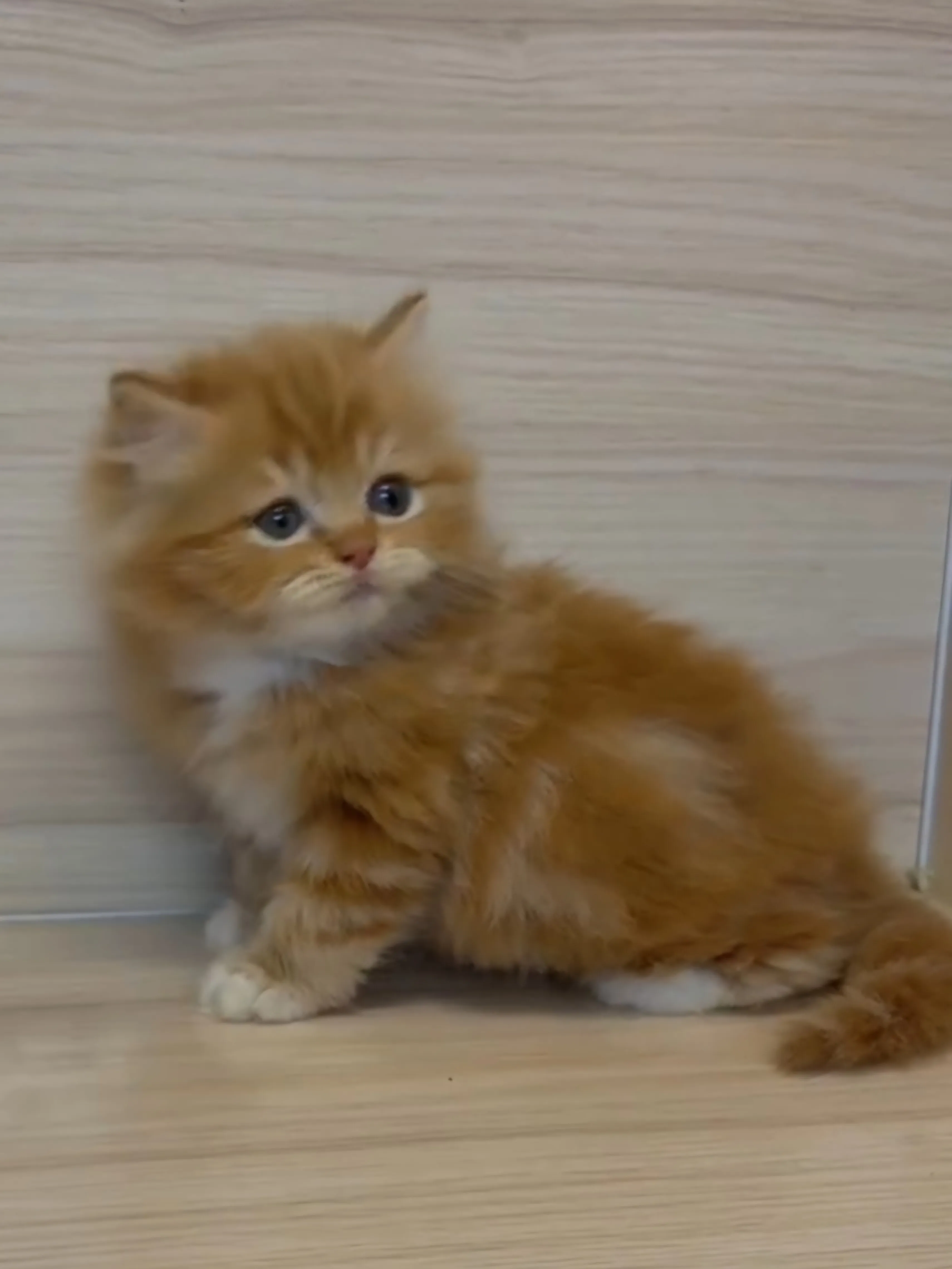 橘白英長弟弟 (已找到家人)