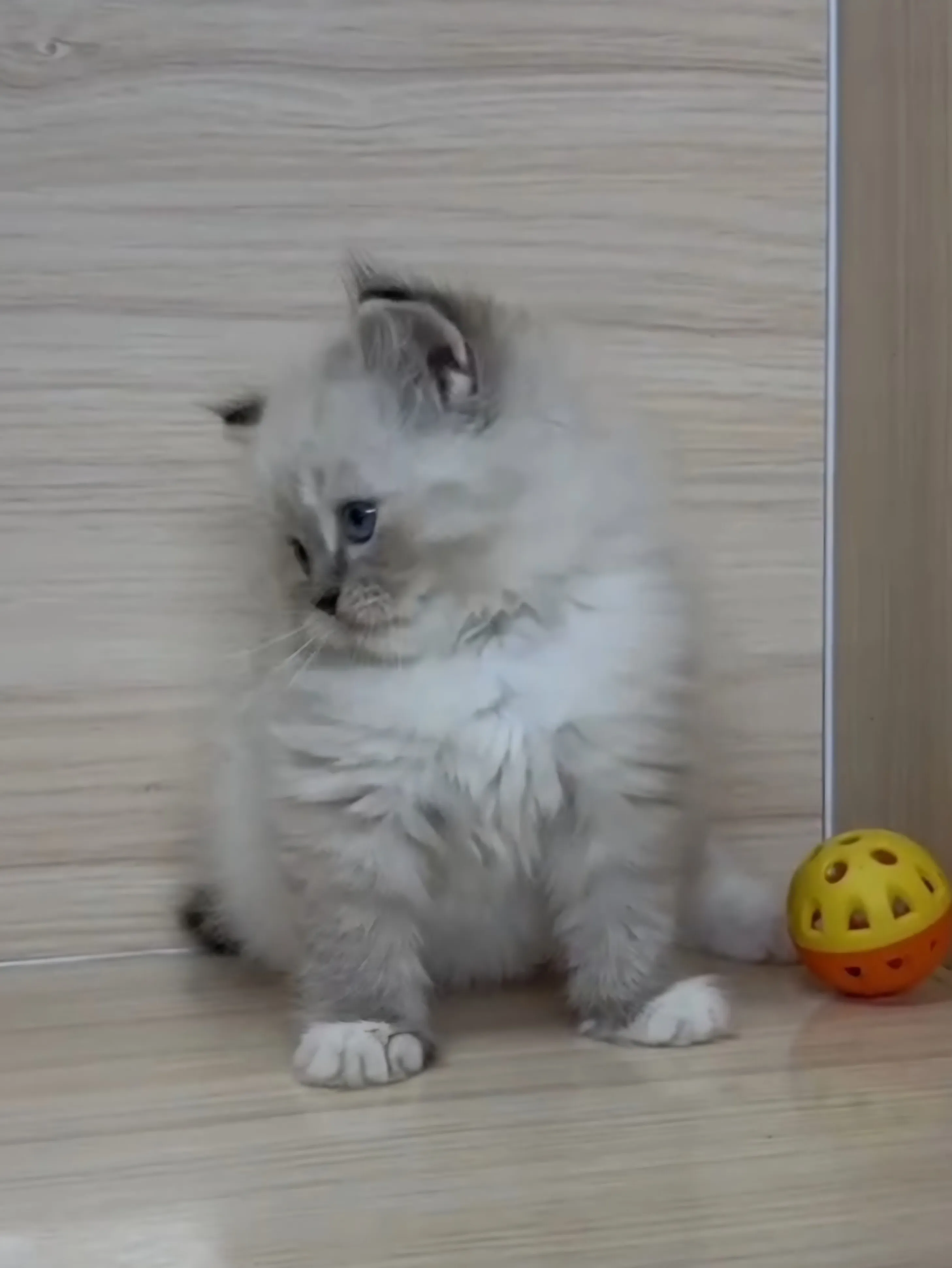 山貓紋英長弟弟