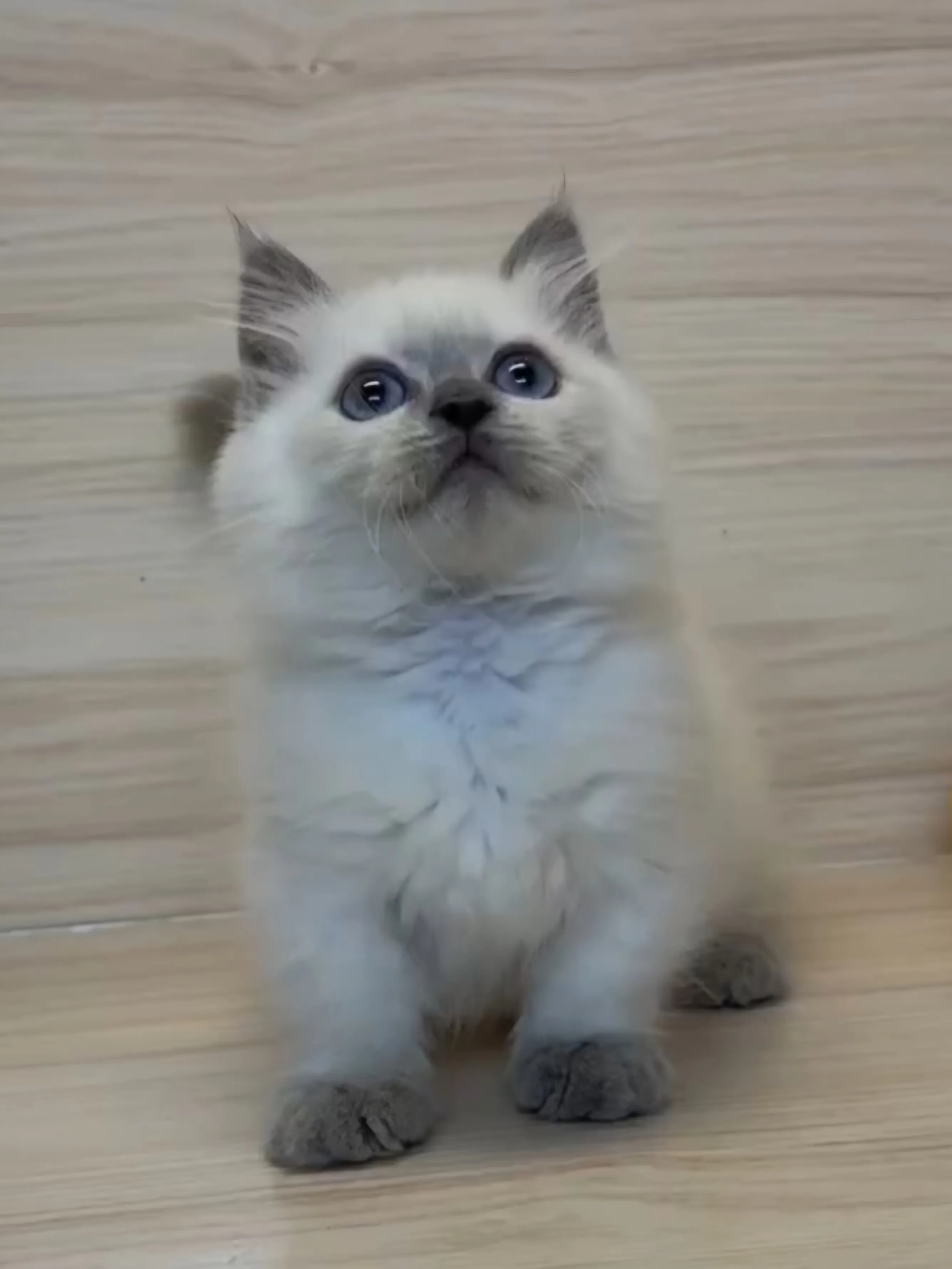 藍重點小部舞曲妹妹