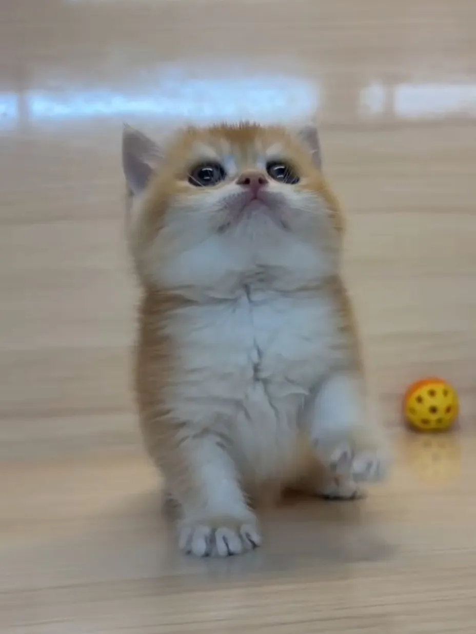 金漸層妹妹 (已找到家人)