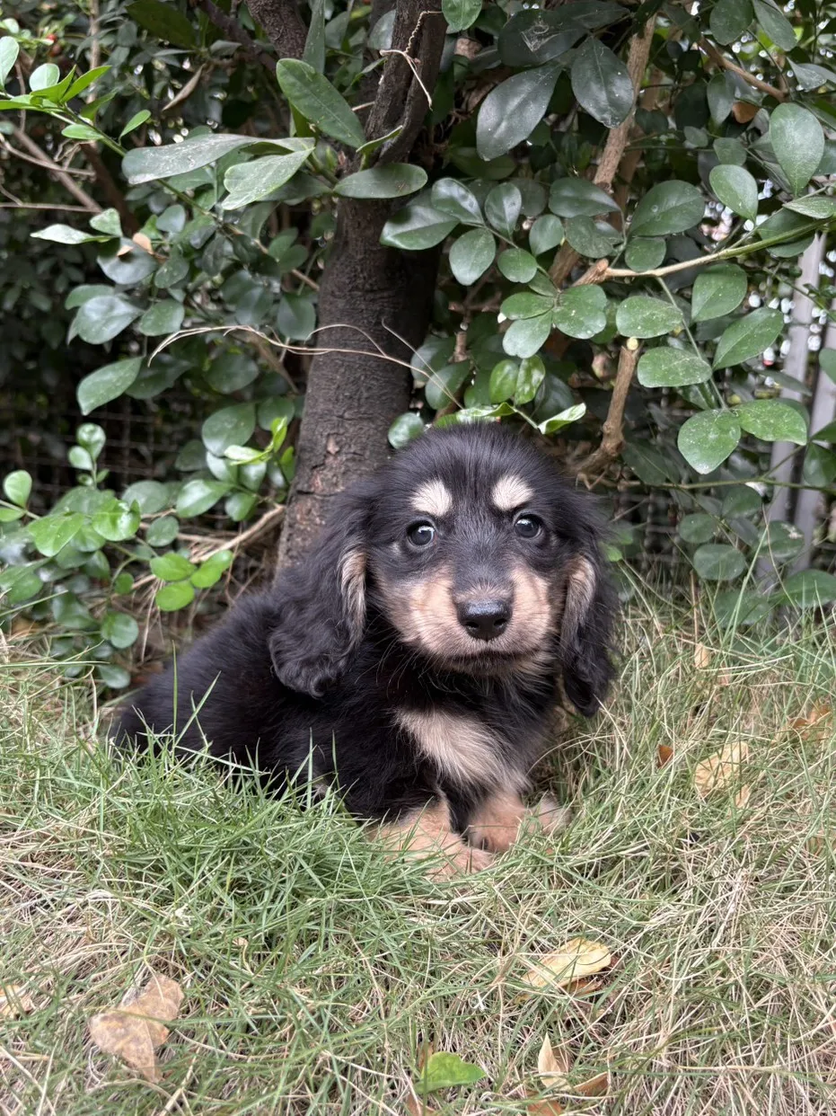 臘腸黑奶弟弟 (已找到家人)