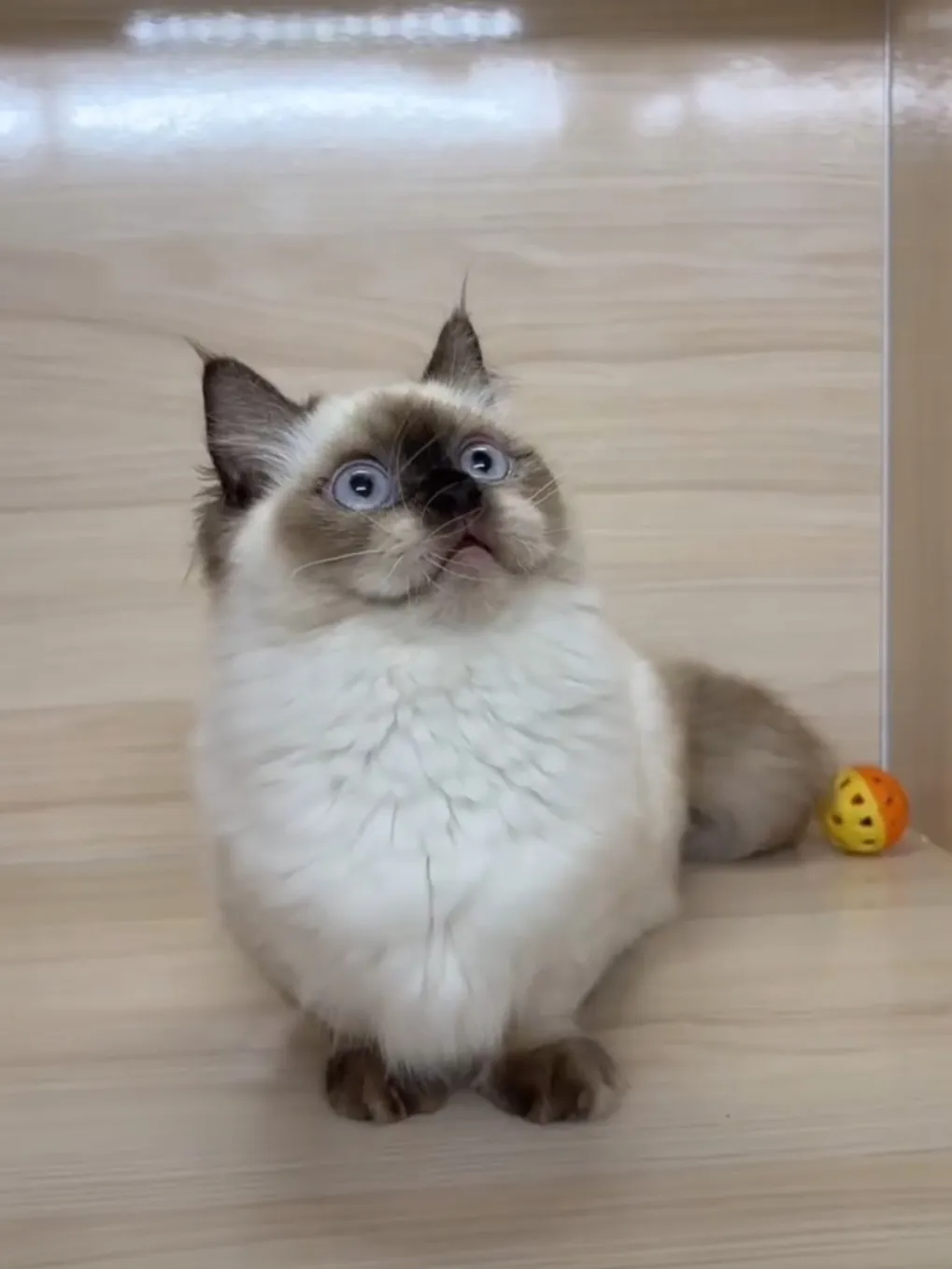 海豹重點小步舞曲妹妹