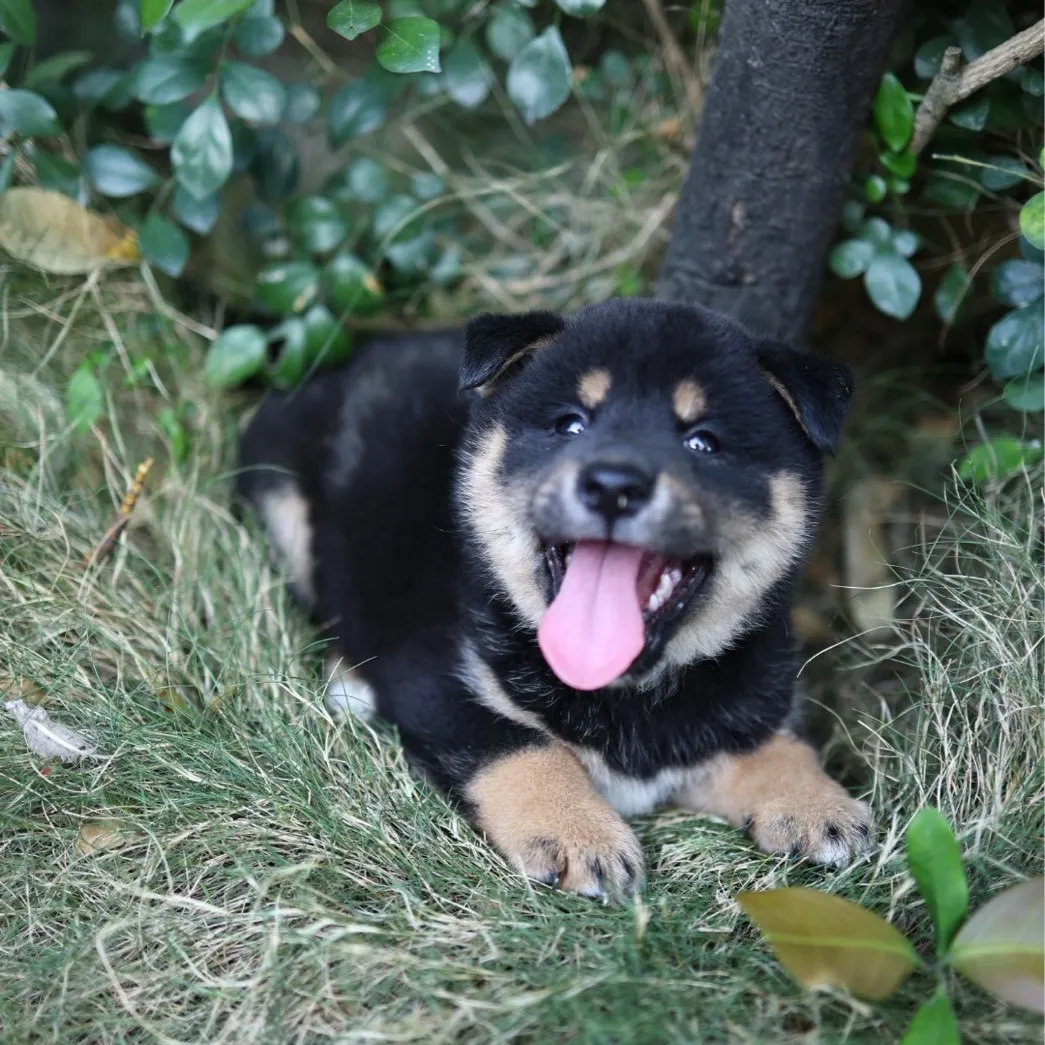 柴犬弟弟/已找到家人