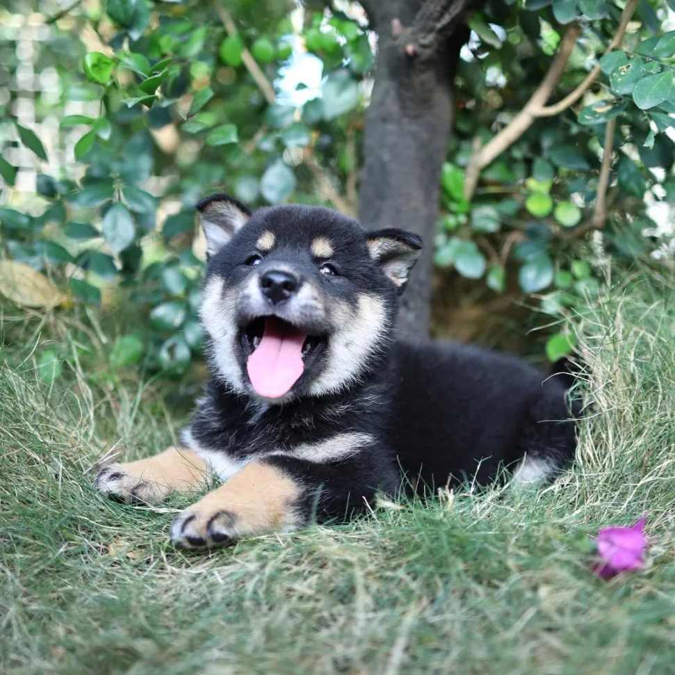 柴犬弟弟/已找到家人