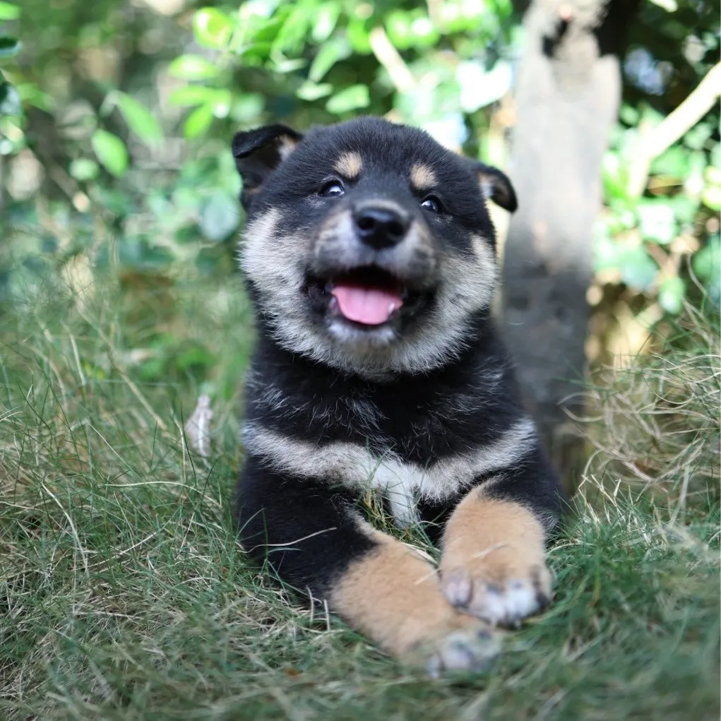 柴犬弟弟