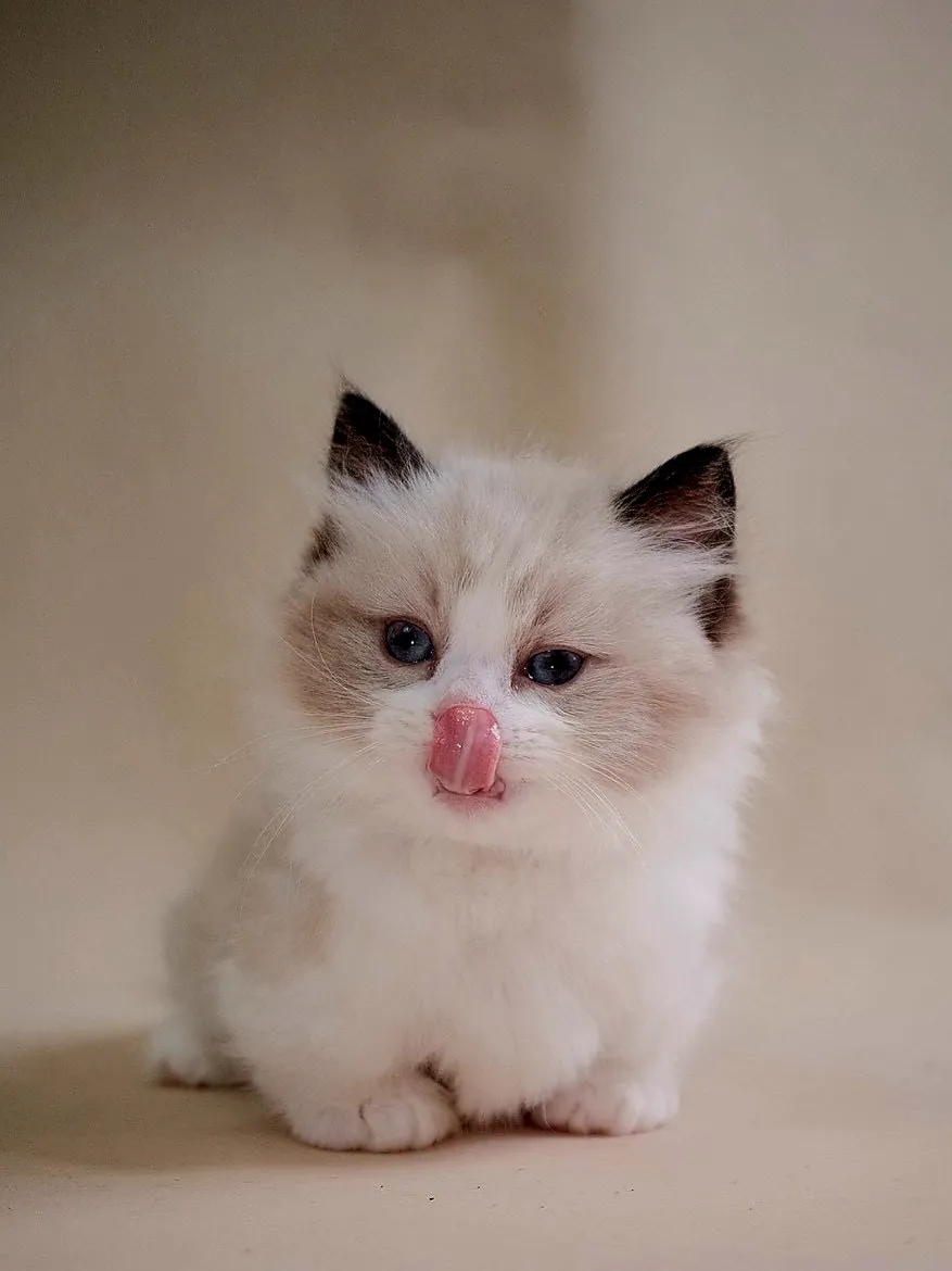 布偶海雙超短腳弟弟 