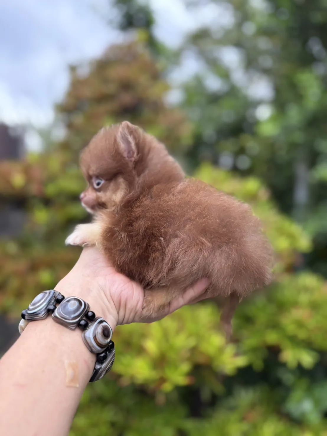 巧花奶博美弟弟 (已找到家人)