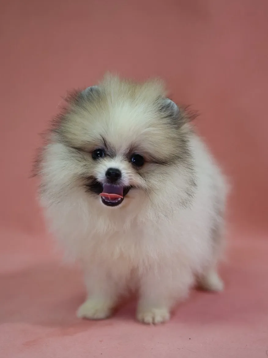 黃白花博美妹妹