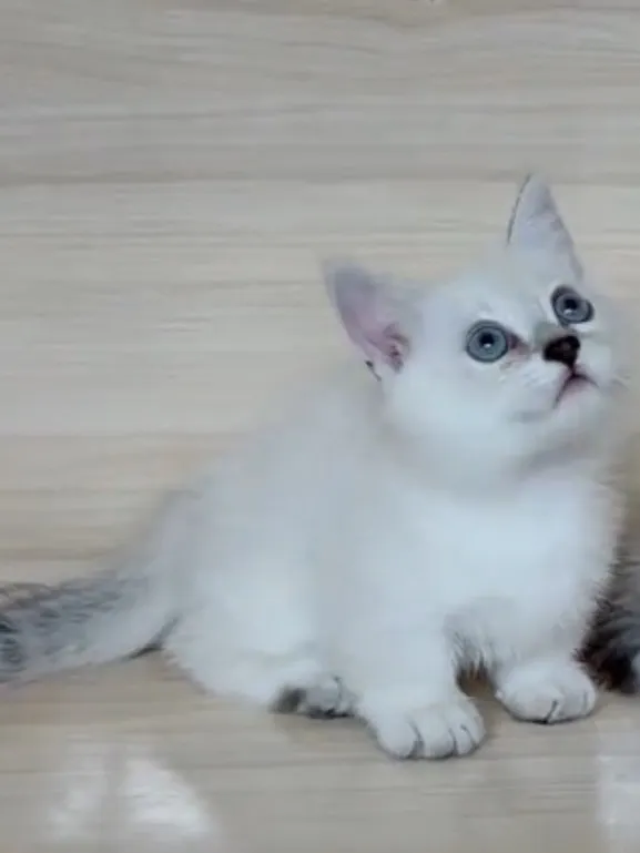 曼赤肯重點弟弟