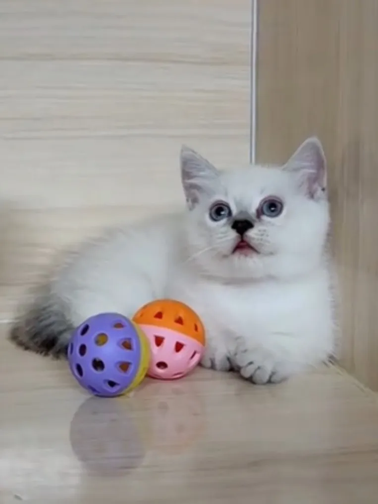 曼赤肯重點弟弟