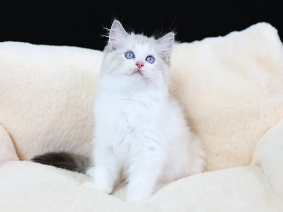 海山雙布偶妹妹 