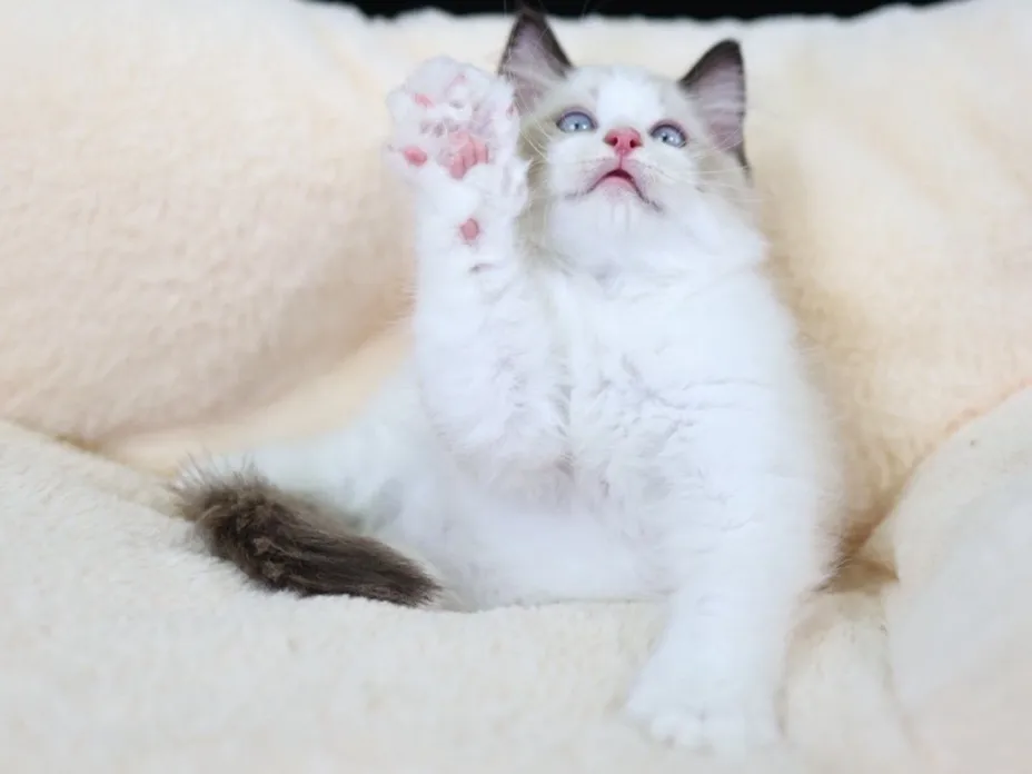 海雙布偶弟弟 (已找到家人)