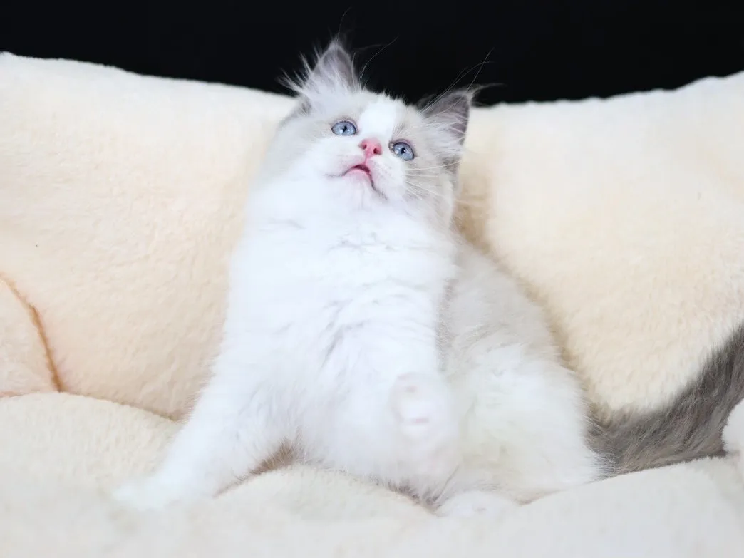 藍雙布偶弟弟 (已找到家人)