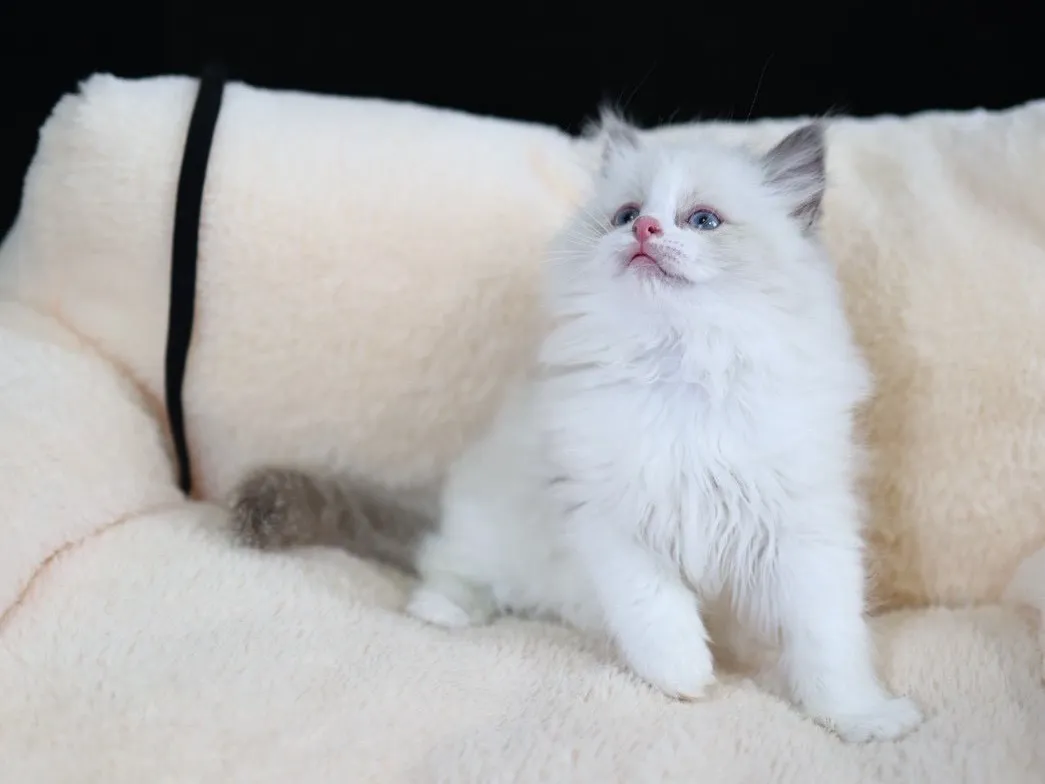 藍雙布偶弟弟 (已找到家人)