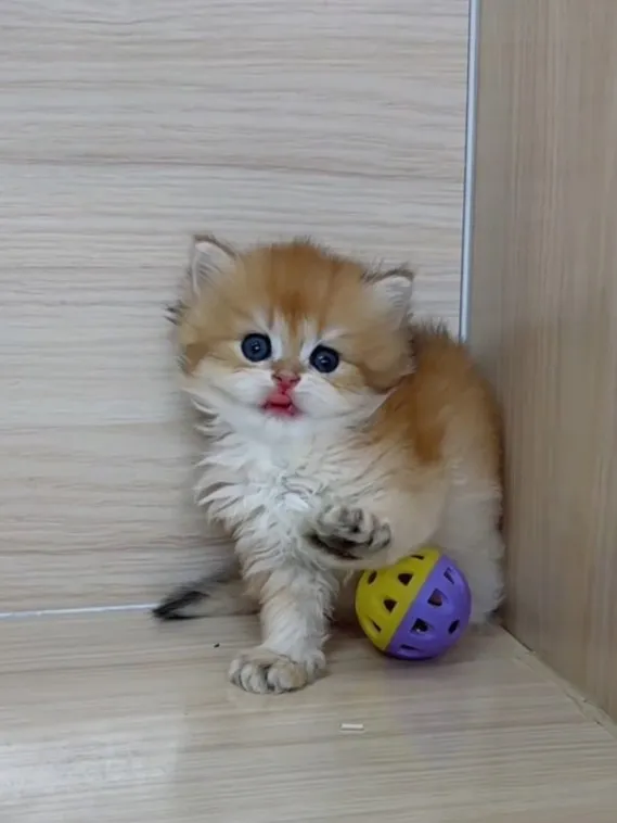 長毛金漸層弟弟 