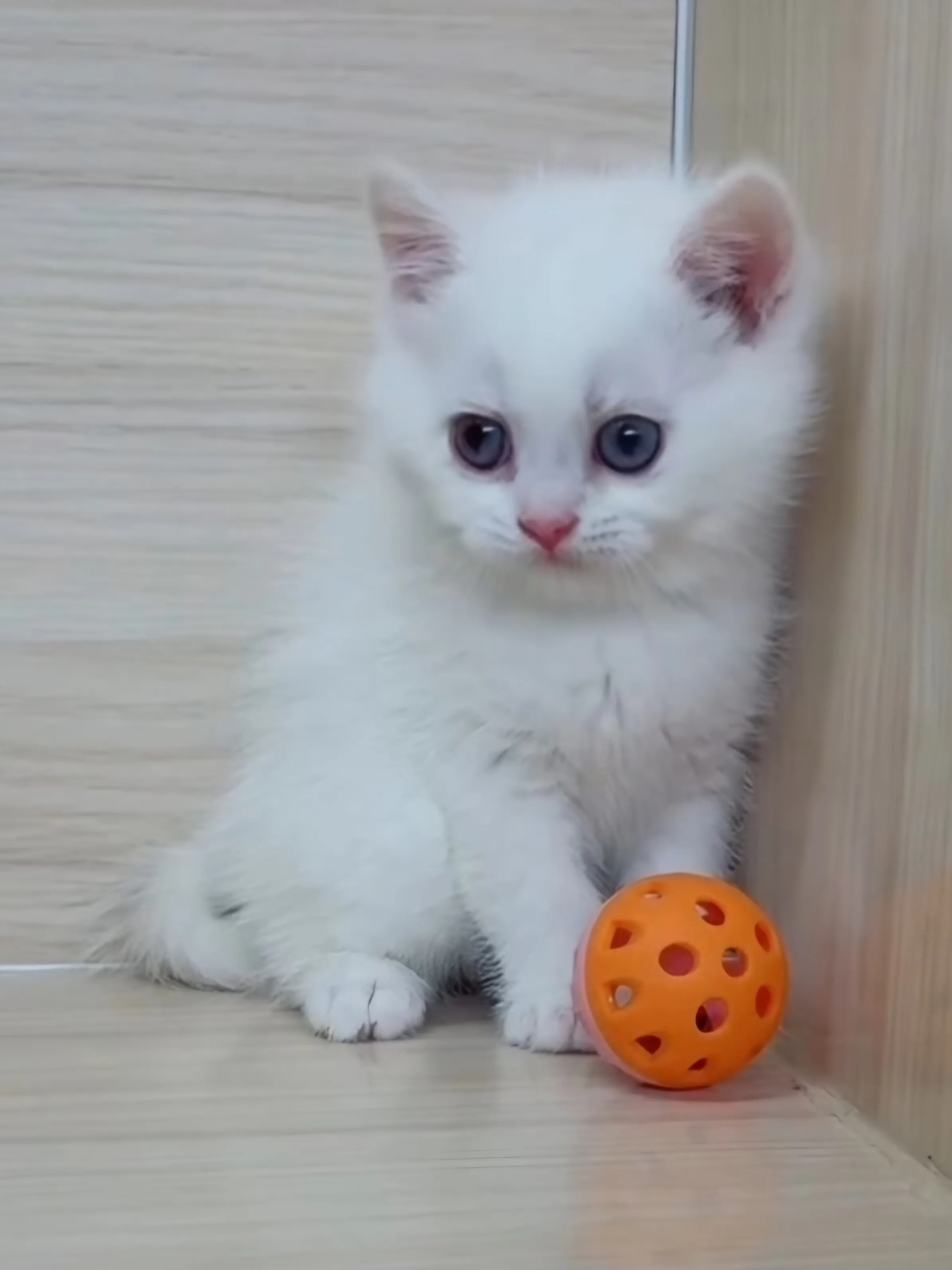 紅重點英短弟弟